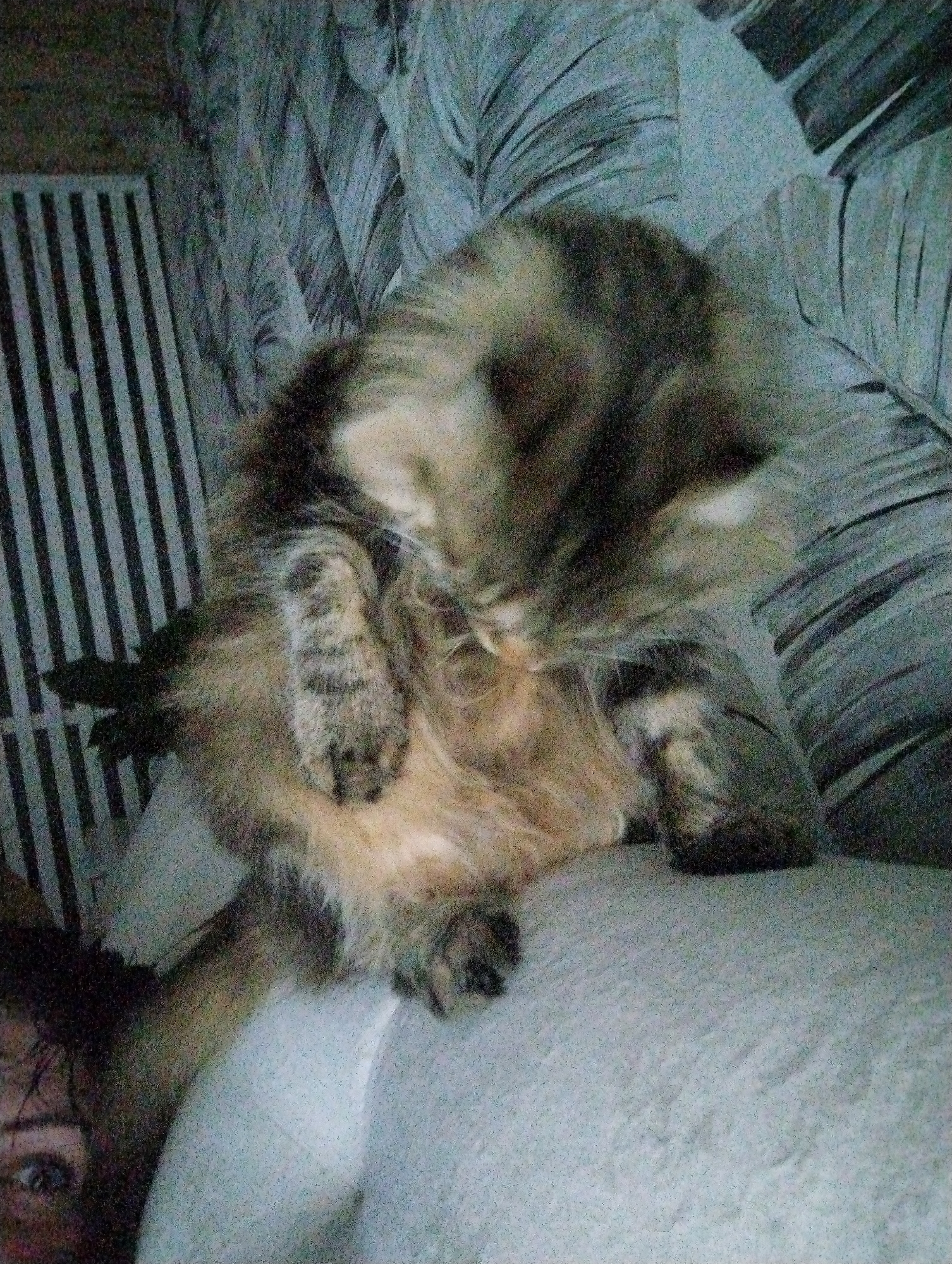 A fluffy tabby cat is sitting on a cushion with its head bent down, seemingly grooming itself. A woman's face, including an eye and part of her hair, is visible in the lower-left corner of the frame. Behind the cat is a wall with a patterned wallpaper that depicts tropical leaves and a section of vertical, black and white stripes, possibly a radiator or another wall decoration. The lighting appears dim. There is no evidence to support that the image was taken in the city of Grishanki, Russia.