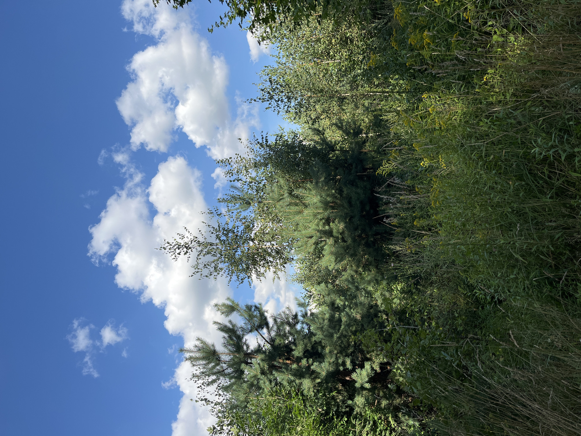 The image depicts a dense forest scene under a bright blue sky with scattered white cumulus clouds. The foreground is filled with tall grasses and some yellow wildflowers, while the midground and background consist of various trees, including pine trees and deciduous trees with green leaves. The lighting suggests it is daytime, with sunlight illuminating parts of the foliage. There are no people or animals visible in the scene. The location is described as being in the city of Balashikha, Russia.