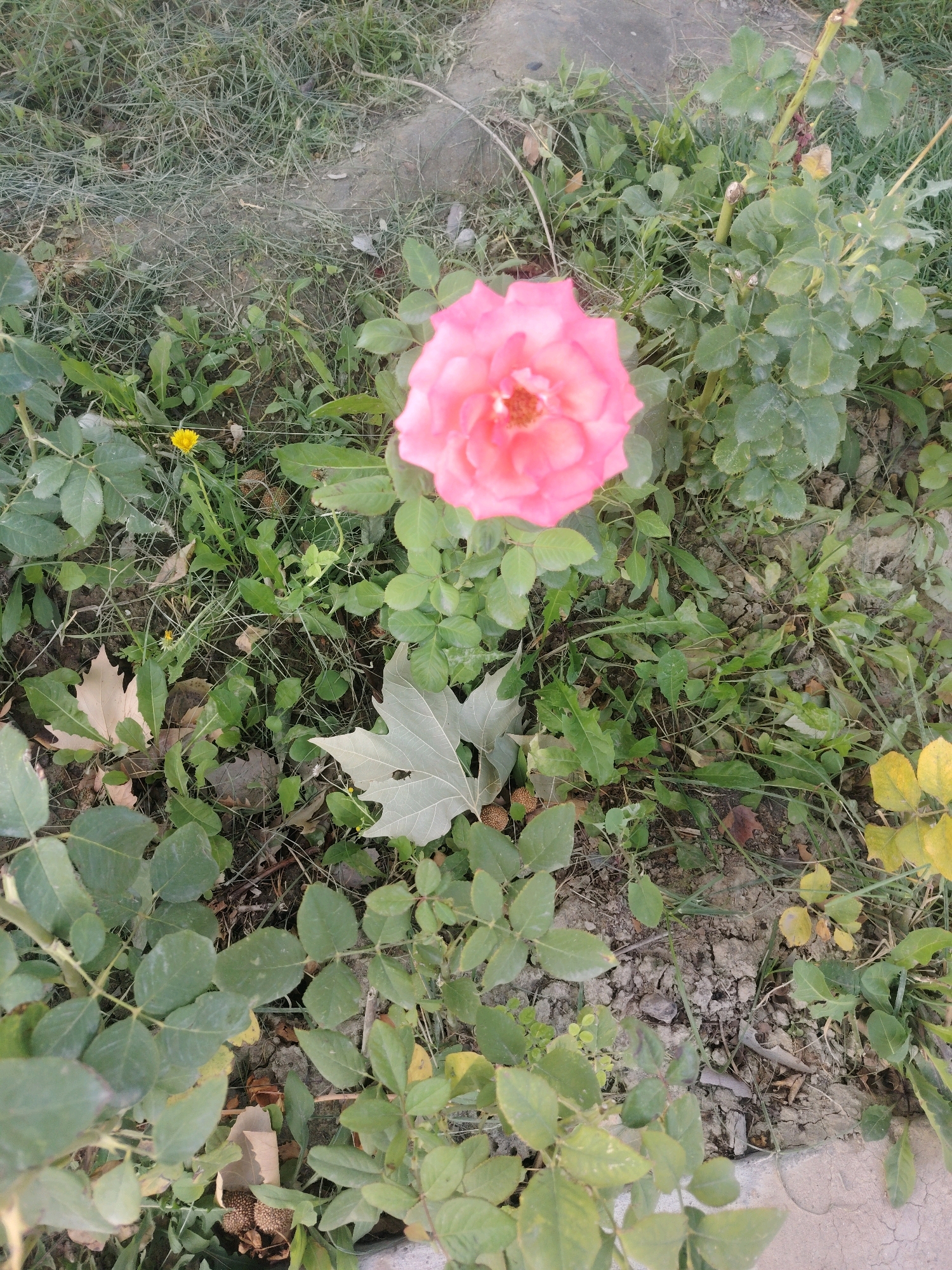 A pink rose is in full bloom, positioned in the upper center of the frame. The rose has multiple layers of delicate petals, with a vibrant pink hue that is lighter towards the center and deepens at the edges. The plant's green leaves and stems are visible, some appearing glossy and healthy, while others are more muted. The ground is covered with a mix of soil, dry leaves, and sparse green grass. To the left of the rose, a single yellow dandelion is in bloom. In the lower half of the image, several large, pale brown leaves lie on the ground, some showing signs of decay. The environment suggests an outdoor setting, likely a garden or park. The overall impression is a close-up view of a rose in a natural, somewhat unkempt setting. The image appears to have been taken in Konigil, Uzbekistan.