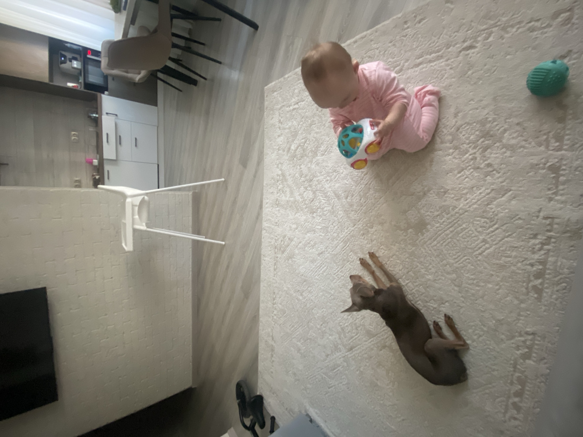 A high-angle shot depicts a baby, dressed in pink, on a light-colored shag rug playing with a colorful toy ball. A small, grey dog is lying on the rug nearby. In the background, a kitchen area is visible, including cabinets, an oven, a table, and chairs. The scene appears to be in a residential setting. Location details (Chaikovsky, Russia) are outside the scope of discernible image information.