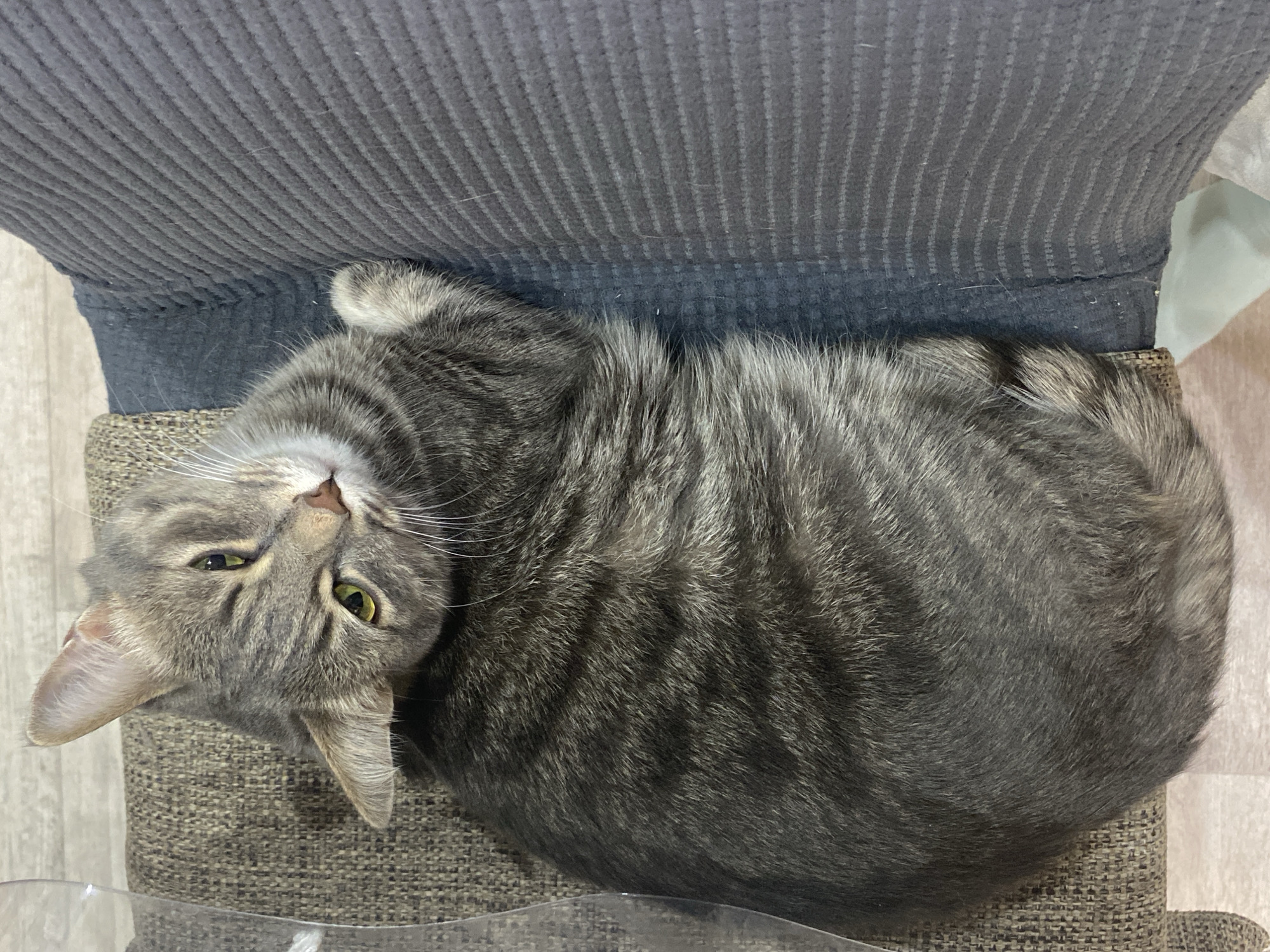 A gray tabby cat lies upside down on a gray chair, its head tilted back. The cat's eyes are open and yellowish-green. The chair is positioned against a dark gray, corduroy-like surface. A clear plastic object is visible near the bottom of the frame. The location in the city of Марковский, Russia cannot be determined from the image.