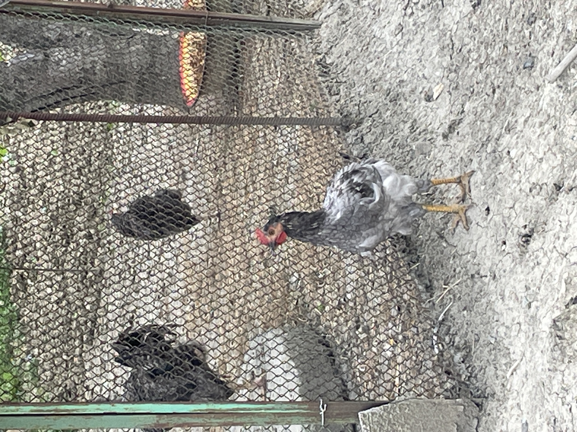The image depicts a chicken enclosure, likely in Baranovka, Russia, with a chain-link fence forming the boundary. In the foreground, a gray and white chicken stands facing the viewer, its red comb prominent. Behind it, the fence encloses several other chickens, mostly dark-feathered, foraging on a gravelly ground. A large tree trunk is visible to the right of the enclosure, partially obscured by the fence. A red and yellow object, possibly a feeder, is present near the base of the tree. The ground inside and outside the enclosure is covered with dirt and small stones.