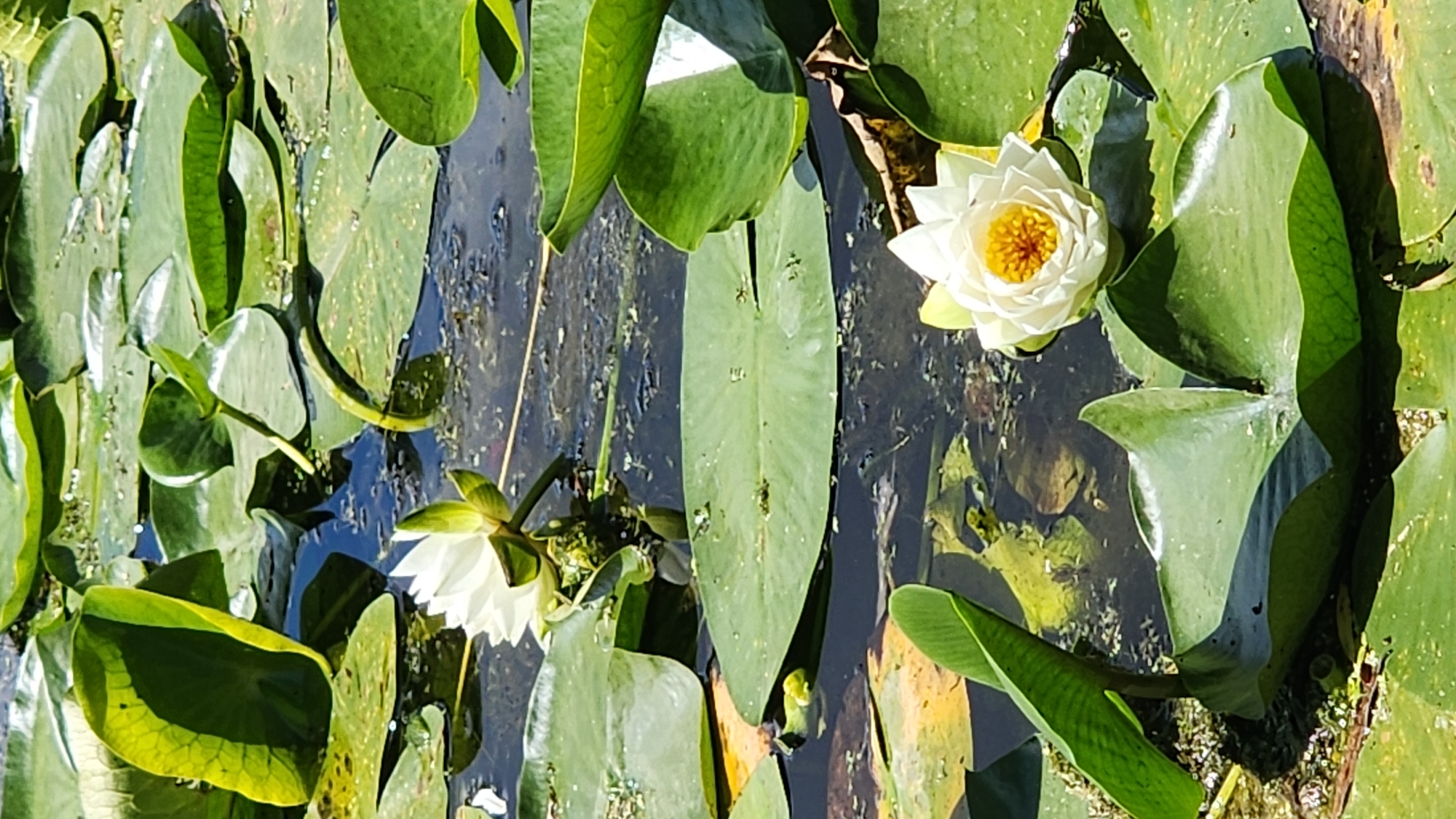 This is a close-up, vertical shot of a pond filled with water lilies. The main subjects are several white water lilies with bright yellow centers, some in full bloom and others still budding. They are surrounded by large, green lily pads, some of which are partially submerged in the dark water. The water surface is reflective, showing glimpses of the sky and the pond's murky bottom, with visible pebbles and aquatic vegetation.
The image captures a serene, natural scene. The lighting suggests it is a bright, sunny day, as indicated by the strong highlights on the lily pads and flowers, and the dappled shadows. There are no people or animals visible. The focus is entirely on the aquatic flora. The composition emphasizes the beauty and tranquility of the water lilies and their environment. No text is visible in the image. The scene is likely a pond or lake within a park or natural setting.