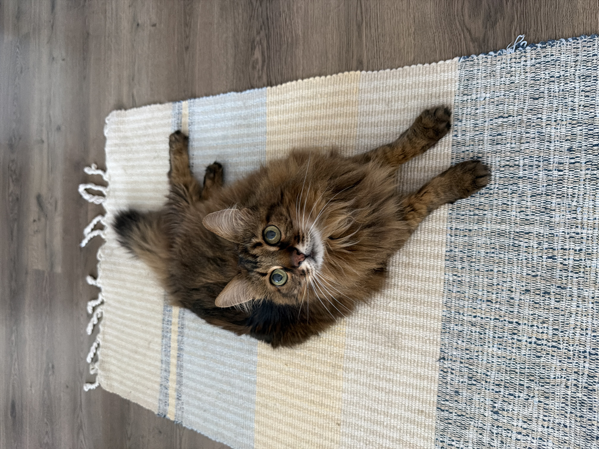 A long-haired brown cat with green eyes is lying on a striped rug. The rug has stripes of cream, yellow, light blue, and dark blue. The cat is looking up at the camera. The rug is on a wooden floor. There is no information about the location in the city of Kyiv, Ukraine.