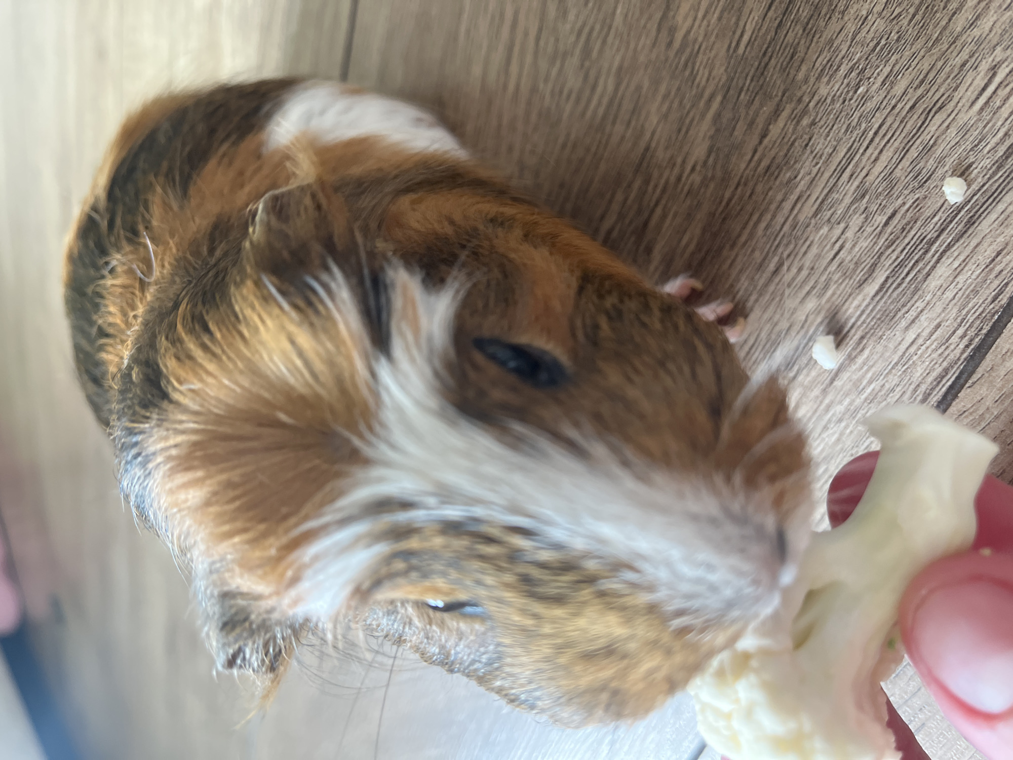 A close-up, eye-level shot shows a guinea pig eating a piece of cauliflower from a person's fingers. The guinea pig is a tricolor rodent with brown, black, and white fur. It has dark eyes and a pink nose. The cauliflower is white and appears to be a floret with a stem. The person's fingers are pink and manicured. The background is a wooden floor with a grain pattern. The lighting is natural and casts soft shadows. The image is sharp in the foreground, with the background slightly blurred.