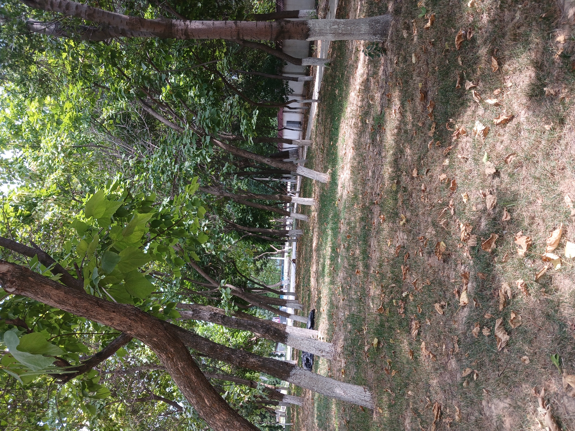 This image shows a park in Tashkent, Uzbekistan. The park is lined with trees that have whitewashed bases, a common practice in Uzbekistan to protect trees and indicate their health. The ground is covered with dry grass and fallen leaves, suggesting it might be autumn or early spring. In the background, there is a path and a low wall, behind which a building with a red roof is visible. There are no people or animals in the frame, and no obvious objects other than the natural elements of the park and the building in the distance. The lighting suggests it is daytime, with shadows cast by the trees on the ground.