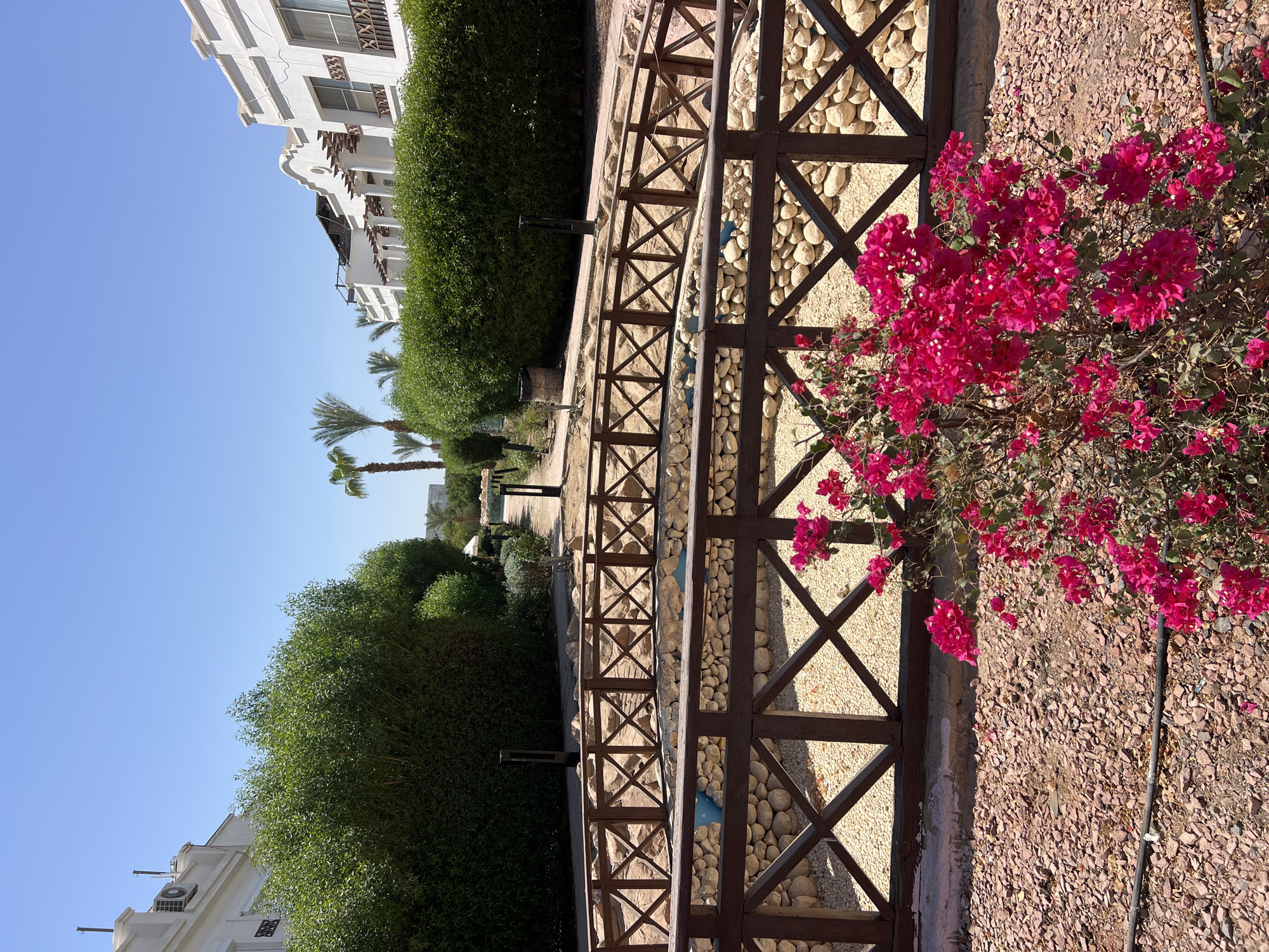 The image depicts a sunny outdoor scene in Sharm El Sheikh, Egypt, possibly at a resort or residential complex. In the foreground, a dense bush with vibrant pink bougainvillea flowers is in bloom. A wooden fence with a criss-cross pattern encloses a shallow, rocky area that appears to be a dry streambed or decorative garden feature. Beyond the fence, a pathway leads through manicured green hedges. On either side of the pathway, white buildings with arched windows and decorative wooden elements are visible, typical of the architectural style found in Egyptian coastal resorts. Palm trees are interspersed among the vegetation, adding to the tropical atmosphere. The sky is a clear, bright blue, indicating fair weather. No people are present in the frame.