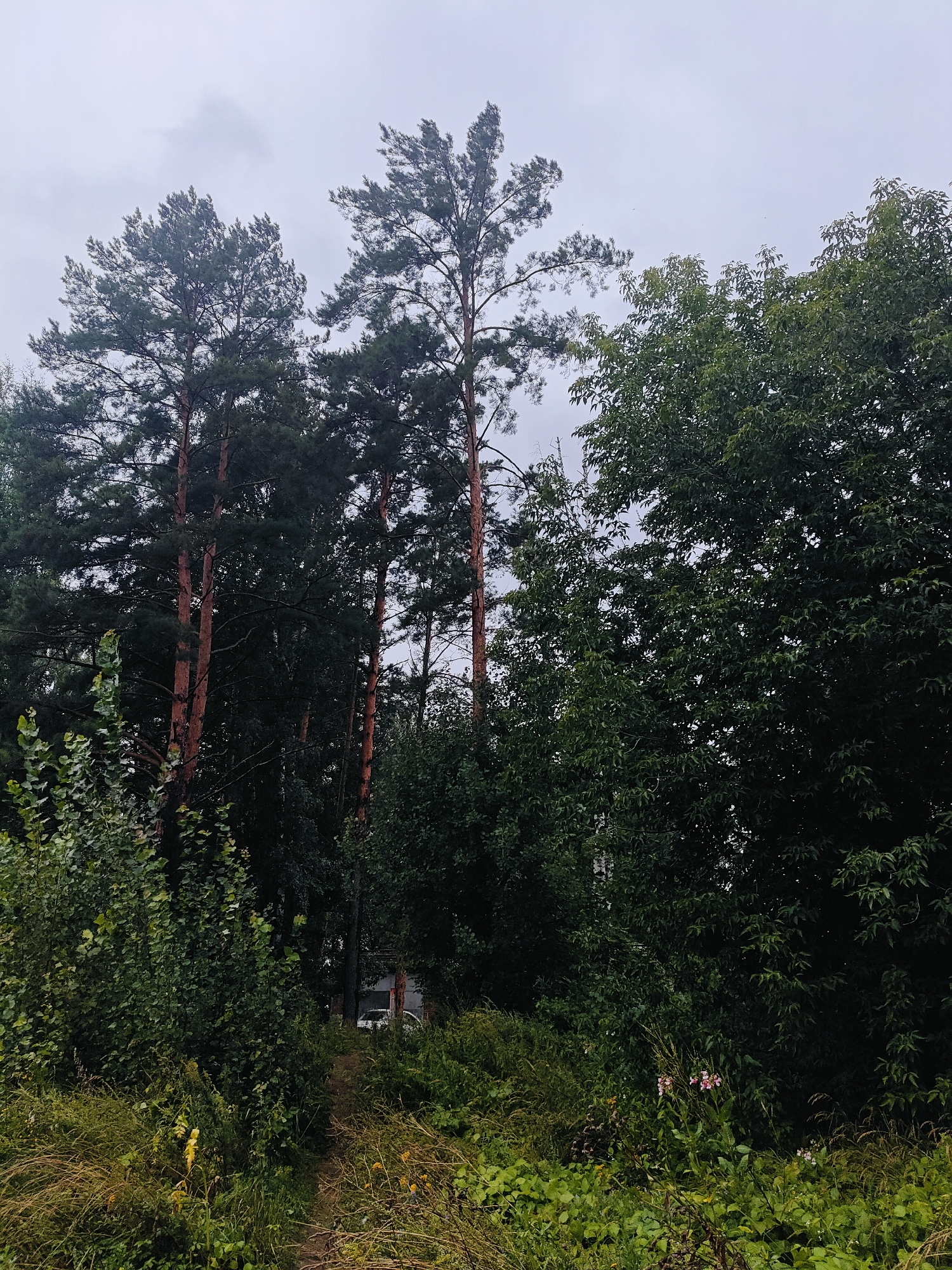 This image depicts a forest area with a path leading into it. Tall pine trees with reddish-brown trunks dominate the scene, interspersed with dense green foliage. The ground is covered with grass, dry leaves, and some small wildflowers. The sky is overcast, suggesting a cloudy or rainy day. In the background, a white structure, possibly a building or a fence, is partially visible through the trees, along with the white roof and side of a car. The overall impression is of a natural, wooded environment within or on the outskirts of the city of Chaikovsky, Russia.