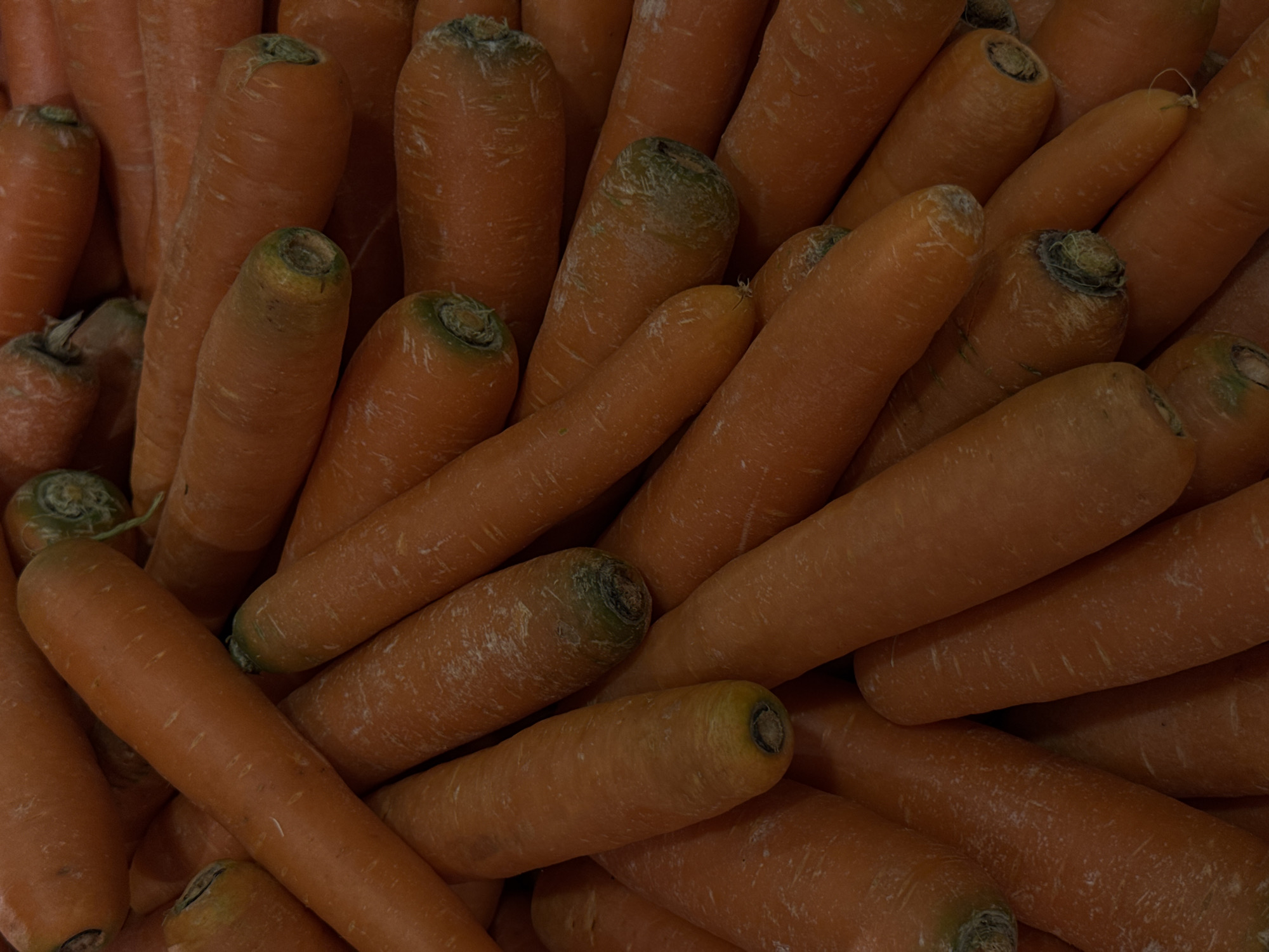 A close-up shot depicts a jumble of orange carrots, their blunt-cut ends visible. The scene is darkly lit, obscuring details. No people, subjects, or interactions are apparent. The environment is confined to the carrots. No details suggest a location in Puebla, Mexico.
