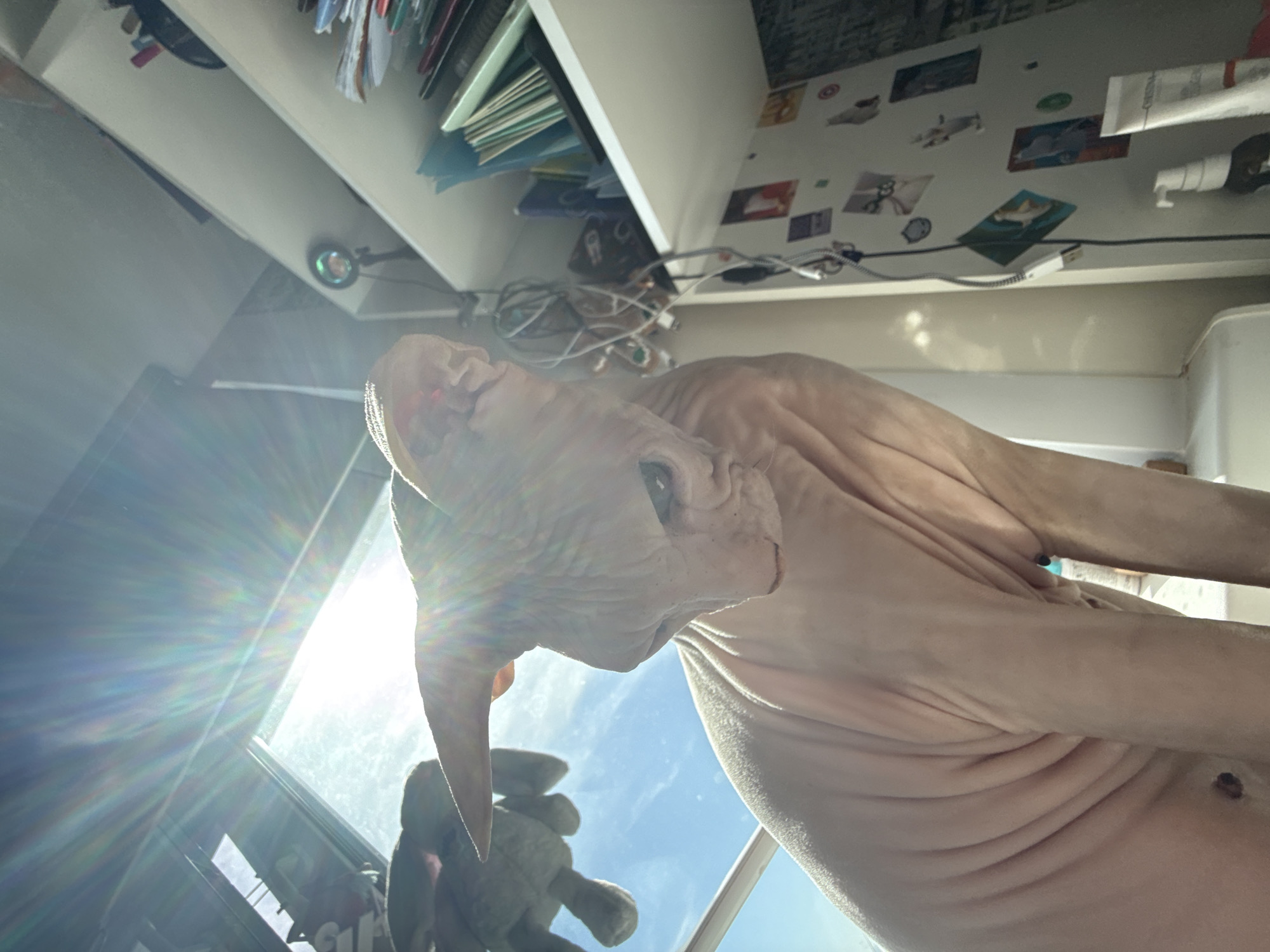 This image captures an indoor scene, observed from a low-angle perspective, featuring a Sphynx cat in the foreground. The hairless feline, positioned below the camera's eye level, faces upwards and slightly to its left, with its characteristic wrinkled skin visible from the chest downwards.
Direct sunlight streams intensely from a window positioned in the upper left quadrant of the frame, creating significant lens flare and starburst effects. Through this window, a clear blue sky with minimal cloud cover is visible. To the immediate left of the cat's head, partially obscured by sunlight, a gray, plush stuffed animal (possibly a rabbit) is discernible, appearing to hang or rest near the window.
To the right of the frame, a series of white shelving units are vertically stacked against a light-colored wall. The shelves contain various items:
* The topmost visible shelf holds indistinct objects, possibly books or papers.
* The middle shelf features a collection of books or folders, a small black circular object with a light ring (potentially a compact ring light or mirror), and a tangle of assorted white and black electrical cables and wires hanging downwards.
* The lowest visible shelf is mostly obscured but shows the top of a surface where two tubes or bottles are present: one white tube with red text (partially legible as "CREMA") and a white pump-style bottle.
Below the shelves and to the right, a white wall or cabinet door is affixed with several small, rectangular photographic prints or magnets. The overall environment suggests a domestic setting, likely a room within a residence.
Based on the visual information provided in the image, the specific location in the city of Krasnoyarsk, Russia, cannot be determined.