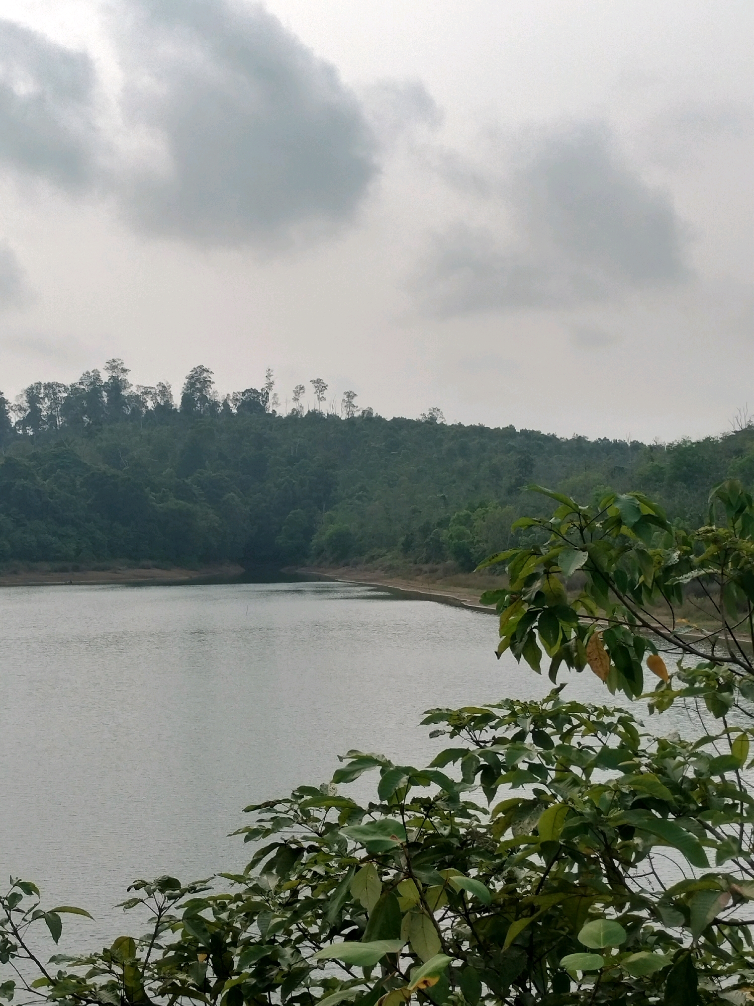 The image depicts a serene, natural landscape. In the foreground, lush green foliage with large leaves partially obscures the view. Behind the foliage, a calm body of water stretches across the frame, reflecting the overcast sky. The water's surface is smooth, with subtle ripples. Across the water, a densely forested hillside rises, covered in various shades of green trees. The top of the hill is dotted with taller, sparser trees. The sky is a uniform pale gray, filled with soft, diffused clouds. The scene suggests a quiet, natural setting, possibly a reservoir or lake, away from urban development. Given the context of Batam, Indonesia, this could be a scenic spot like the Duriangkang Reservoir or a similar natural area within or on the outskirts of the city. There are no people, structures, or visible signs of human activity within the frame, emphasizing the natural and tranquil ambiance.