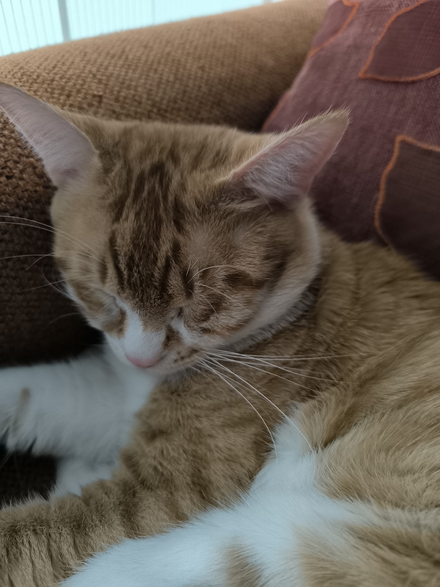 A close-up shot depicts a sleeping ginger and white cat nestled on a brown upholstered surface and a maroon pillow with leaf-like shapes. The cat is the primary subject, with its eyes closed and head resting comfortably. The upholstery and pillow serve as a soft bed. The image's origin or location is not discernible from the visual elements, but the description requested for Varna, Bulgaria is irrelevant as there are no elements to determine the location.