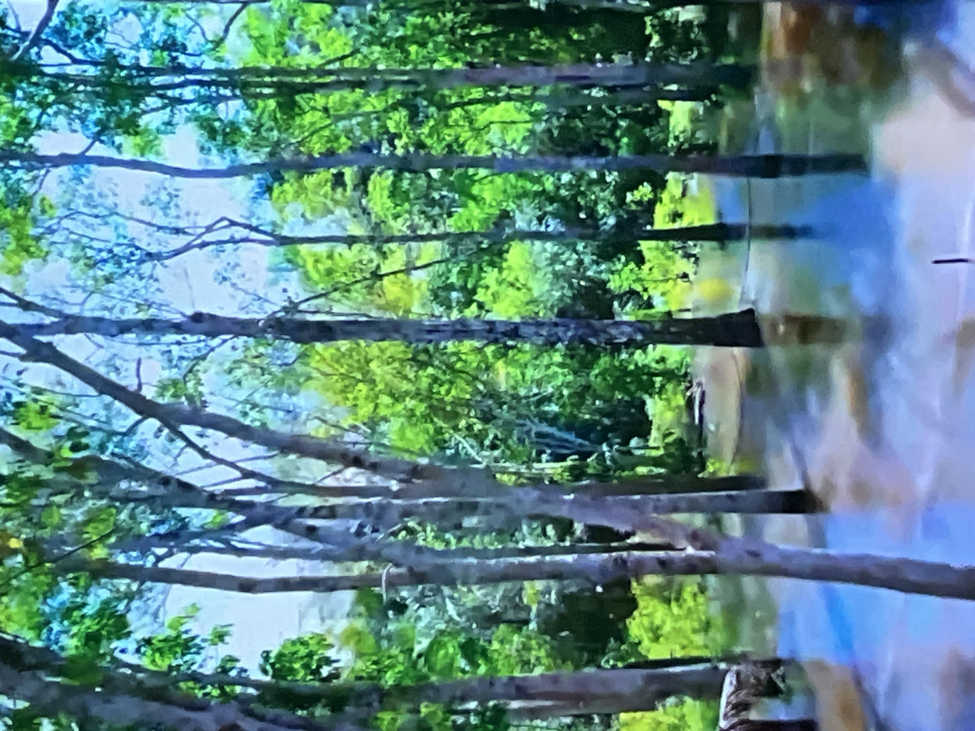 The image depicts a flooded forest with numerous trees partially submerged in murky brown water. The water reflects the lush green foliage of the trees and the bright blue sky. The trees are tall and slender, with dense canopies that create a sense of depth and enclosure. The ground is not visible, as it is completely covered by water. There are no people or animals visible in the image, and no man-made objects are present, suggesting a natural landscape. The overall impression is one of an overwhelming natural event, likely a flood, that has transformed the forest into a watery environment. This scene is not located in Casablanca, Morocco, as Casablanca is a coastal city with an arid climate and not prone to this type of flooding.