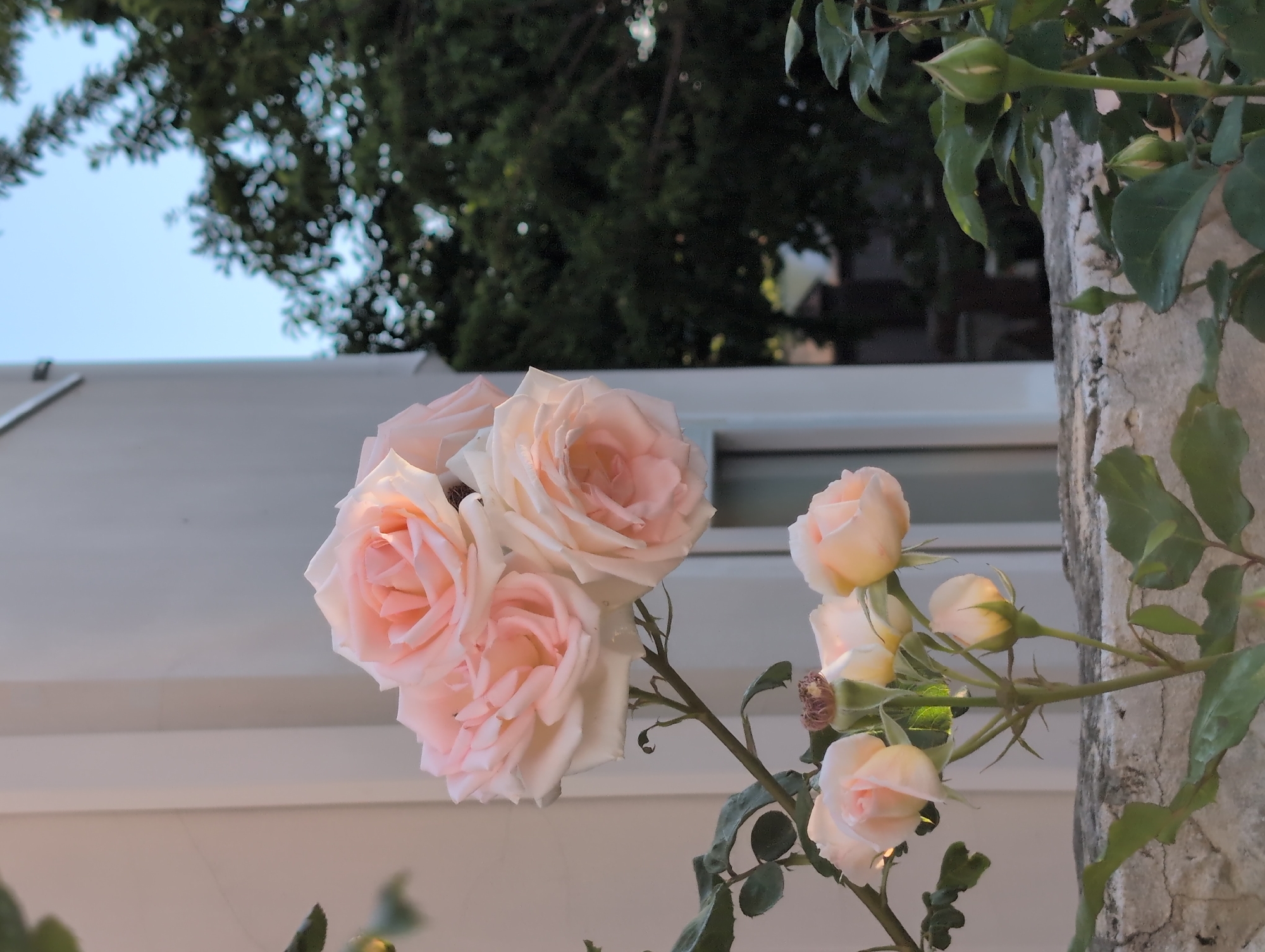 A cluster of pale pink roses with water droplets on their petals is in the foreground, positioned above a weathered concrete wall. The roses are in various stages of bloom, with some fully open and others still as buds. Behind the roses, a pale building with vertical lines is visible, and further back, dark green trees with dappled sunlight are seen against a light blue sky. The overall scene suggests an outdoor setting in a residential or garden area.