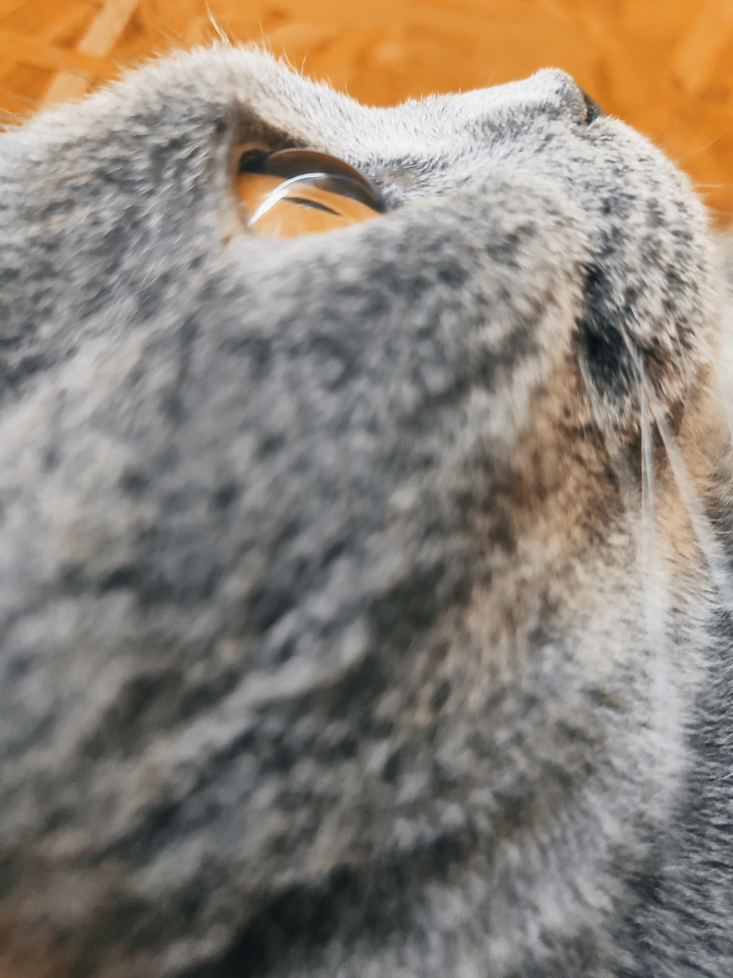 The image is a close-up, low-angle shot of a cat's head, viewed from above. The cat has grey and black striped fur. Its left eye is visible, appearing to be a light brown or amber color with a slit pupil. The eye is reflecting light, creating a bright highlight. The background is a blurry orange surface, possibly a wooden floor or table. There are no people or other animals visible. The image does not provide any information about the location in the city of Zlatopil, Ukraine.