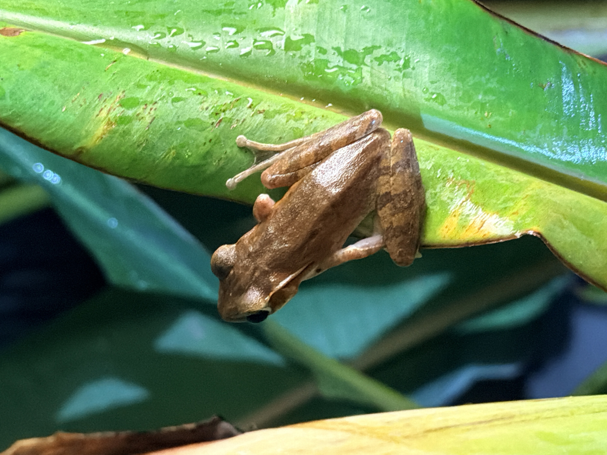 A small, brown tree frog with dark eyes is perched on a large, vibrant green leaf. The leaf has visible water droplets and some yellowing and brown speckling, suggesting it might be slightly damaged or aged. The frog's body is elongated, with its legs tucked beneath it. One hind leg is extended slightly, with long toes reaching out. Behind the frog and the leaf, the background is blurred, showing dark green foliage and hints of dark blue. The scene is captured in a close-up, making the frog and the leaf the primary focus. There is no indication of location within Ko Samui District, Thailand.