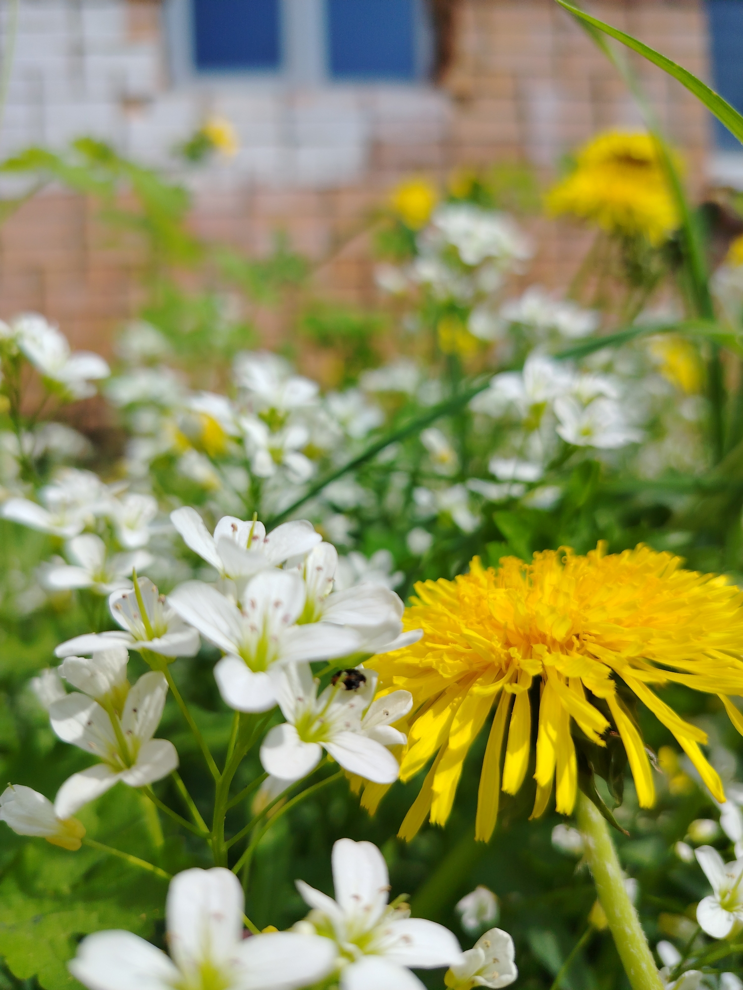 A close-up shot of a dandelion and a cluster of small white flowers, potentially in a field or garden. A brick building with blue-framed windows is visible in the blurred background. The location is Unknown, Unknown.