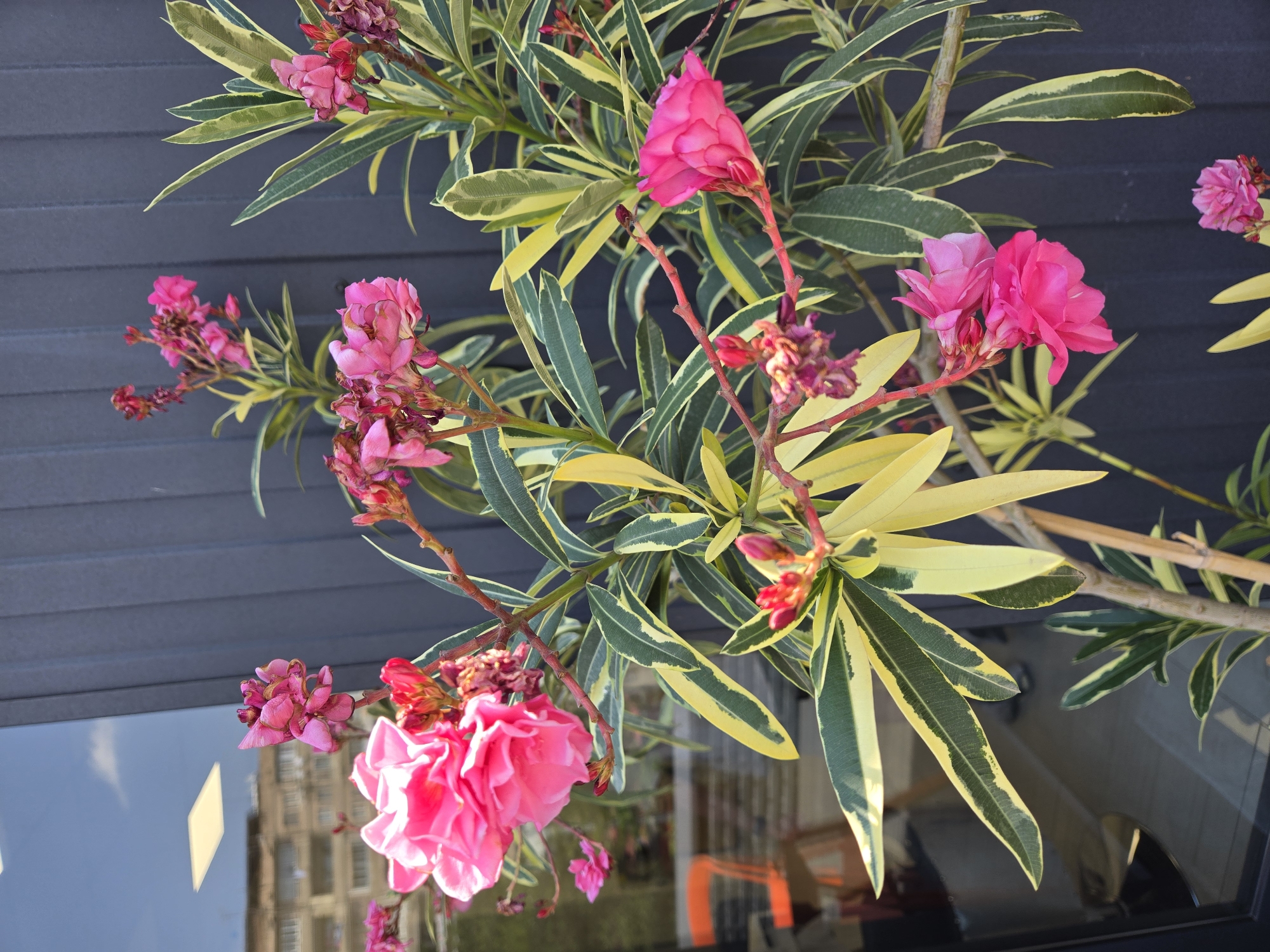 A cluster of bright pink Oleander flowers are in full bloom against a dark grey, corrugated wall. The plant has variegated leaves, with dark green edges and yellow centers. In the background, a large window reflects a building and the sky, suggesting an urban setting. The overall impression is one of vibrant natural beauty set against a modern, manufactured backdrop.