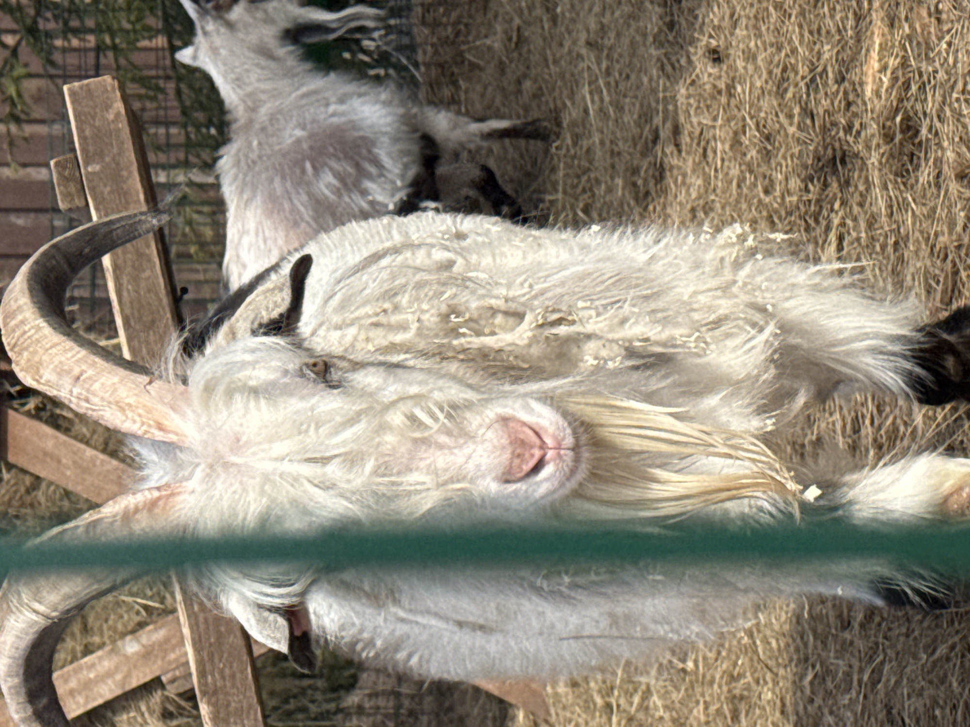 The image shows two white goats in an enclosure with a wood fence. The goats are in a grassy area with hay. The dominant goat in the foreground has large curved horns and white fur. A green horizontal bar, possibly part of a fence or barrier, appears in the lower portion of the image, partially obscuring the goats' reflections. The city and precise location are unknown.