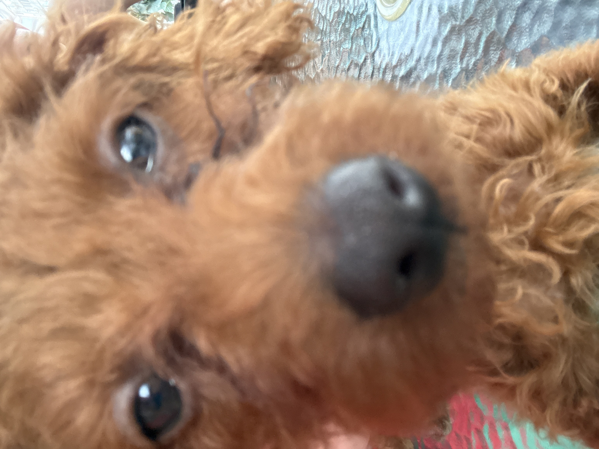 A close-up photograph shows the face of a reddish-brown dog with curly fur. Its large, dark eyes are clearly visible, and a black nose dominates the foreground. The background is blurred and appears to be a patterned surface, possibly glass. There is no verifiable information in the image indicating a location in Plovdiv, Bulgaria, or any people, actions, or interactions. The only identifiable subject is the dog.