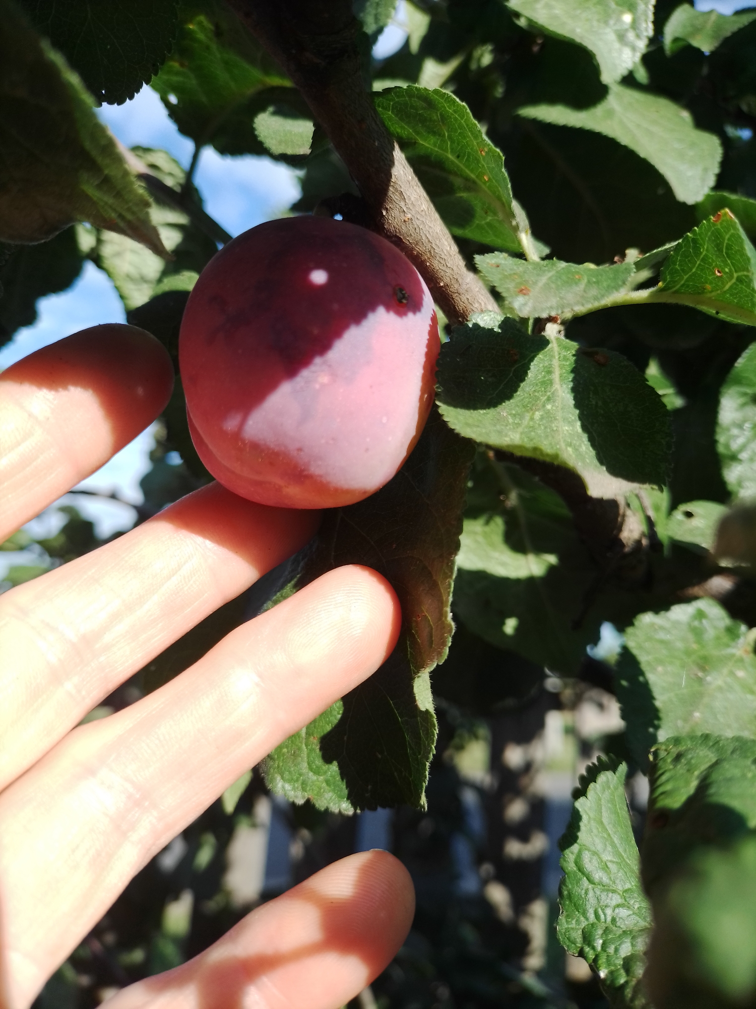 In Ustyvytsia, Ukraine, a close-up shot shows a hand gently touching a single ripe plum on a tree branch. The plum is a deep reddish-purple with a lighter pinkish blush where the sunlight hits it, and a distinct white dot is visible near the top. The hand, with fingers extended and palms facing upwards, is partially obscuring the plum and some of the surrounding green leaves. The background is out of focus, revealing more of the tree's foliage, the blue sky, and some distant structures or fencing. The scene captures a moment of harvesting or inspection of the fruit, illuminated by natural daylight.