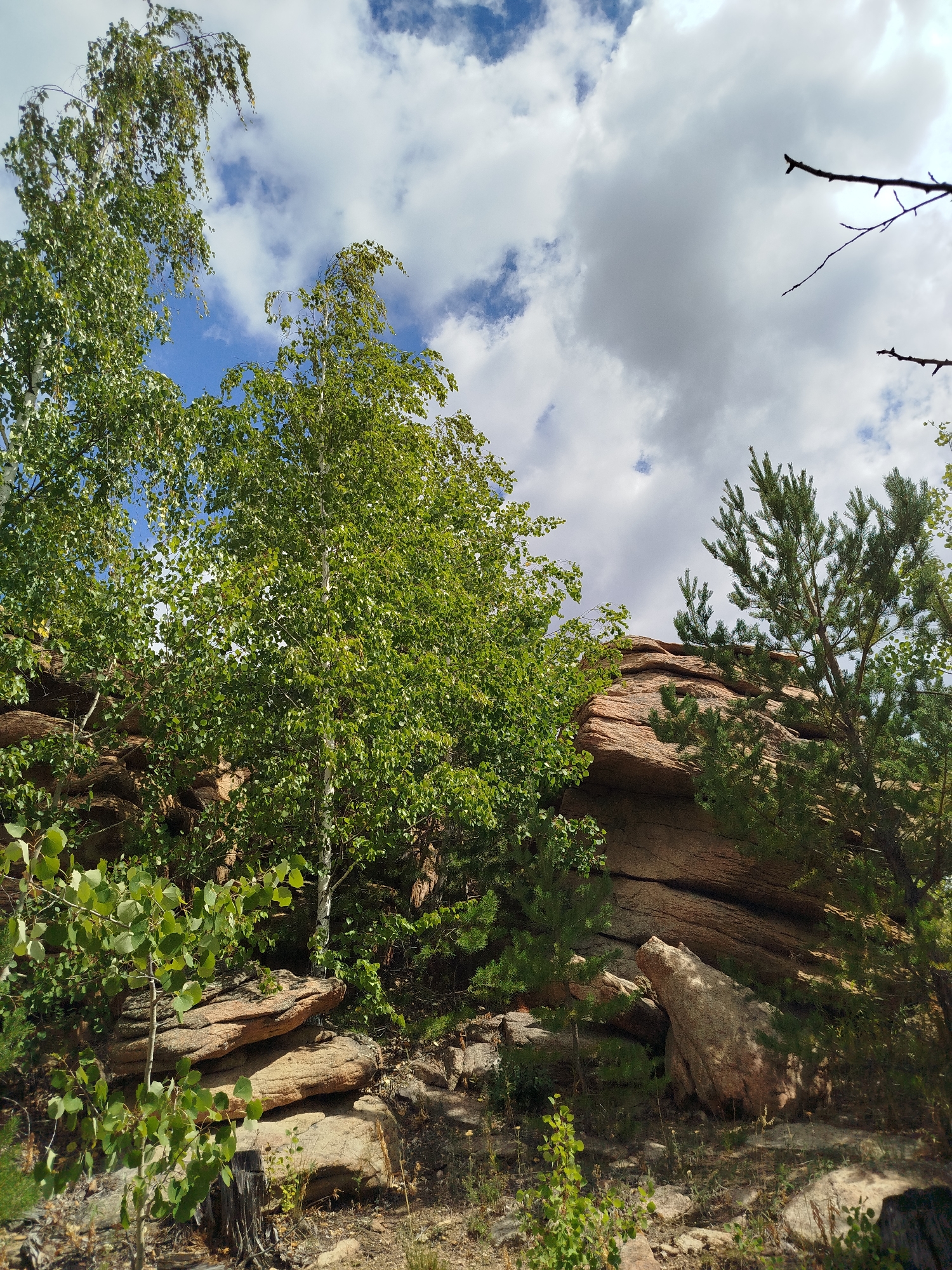 A natural scene captured outdoors features a rocky outcrop with a clear sky above. The foreground and midground are dominated by a variety of green foliage, including trees and smaller plants, growing amongst and in front of the rocks. The rocks themselves are a light brown, layered, and appear weathered. A tall birch tree with white bark is prominent on the left side of the frame. To the right, a pine tree with dark green needles is visible, partially obscuring the rock formation. The sky is a bright blue with scattered white and grey clouds. The overall impression is of a rugged, natural landscape, likely in a park or wilderness area. The location is identified as being in the city of Qarqaraly, Kazakhstan.