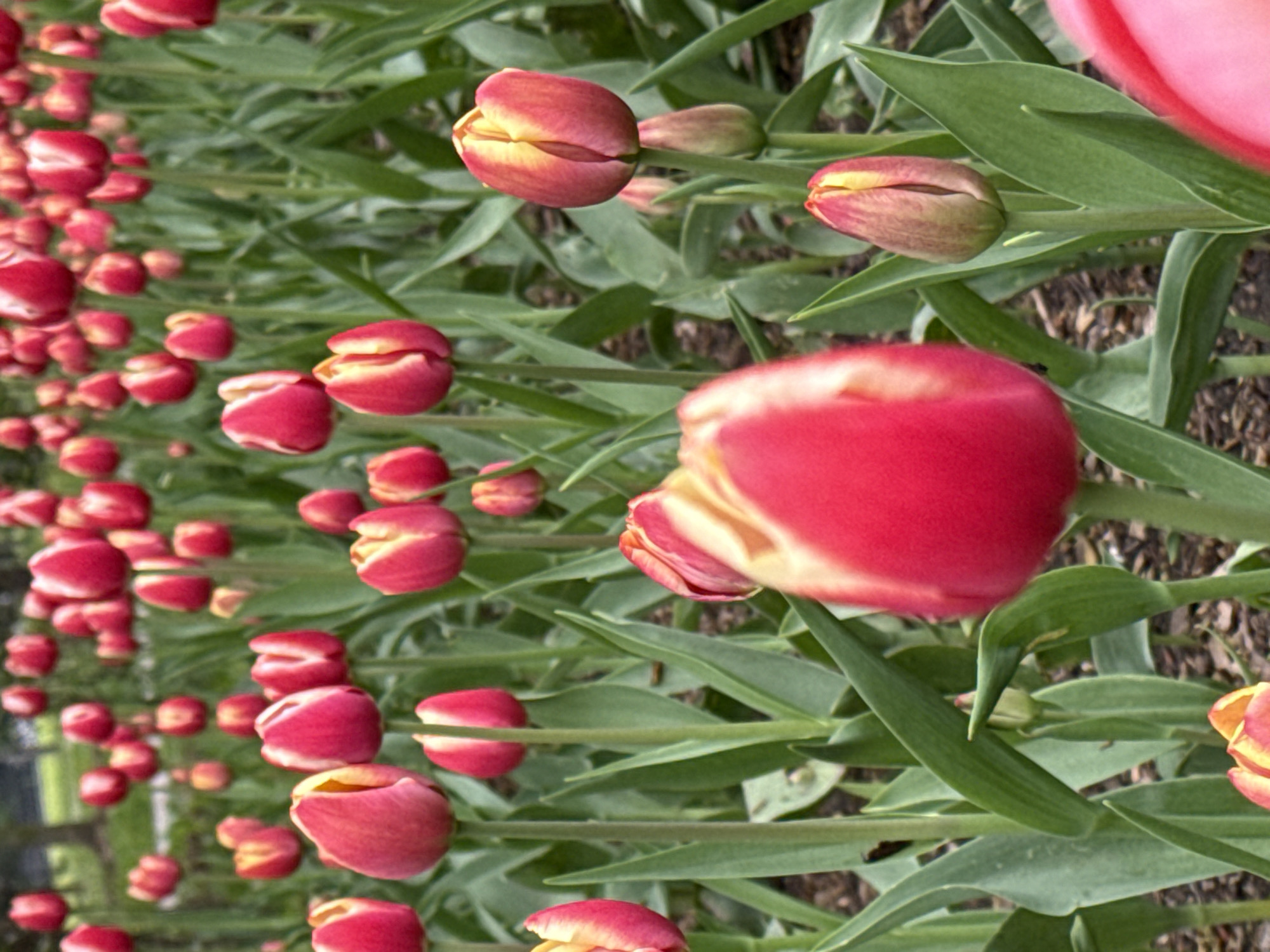 The image shows a dense field of red and yellow tulips with green foliage. The tulips appear to be in a garden or park setting. The specific location in Moscow, Russia cannot be determined from the image alone.