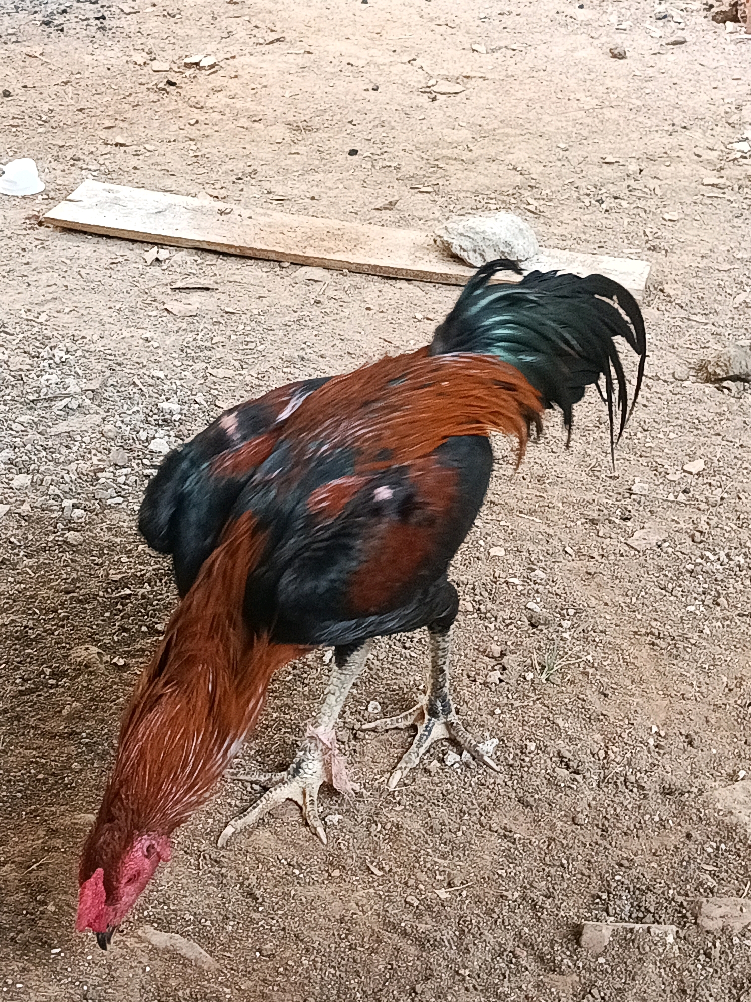 A single rooster is captured in the foreground of an outdoor scene, its body angled downwards as it pecks at the sandy ground. The rooster displays a striking plumage of dark black, iridescent green, and rich reddish-brown feathers. Its head is a vibrant red, and its sharp, clawed feet are visible on the gritty terrain. The background consists of a sandy surface scattered with small pebbles and dirt. A long, thin piece of light-colored wood lies horizontally across the ground behind the rooster, and a small grey rock is positioned near its tail feathers. The overall impression is a candid snapshot of the rooster in its natural environment. The location of this image is Megang Sakti I, Indonesia.