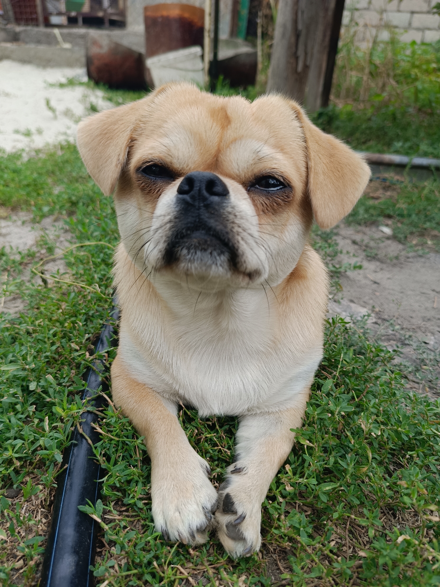 A fawn-colored pug-like dog with a black nose and dark eyes is lying on green grass with its front paws crossed in front of it. The dog is looking directly at the camera with a slightly squinted expression. In the background, there is a blurred outdoor scene with some wooden structures and what appears to be a white brick wall. The ground is covered with grass and dirt. The overall lighting suggests it is daytime. The image appears to have been taken in an outdoor, possibly rural or semi-rural, setting. There is no indication of the specific location within the city of Kamyshin, Russia.