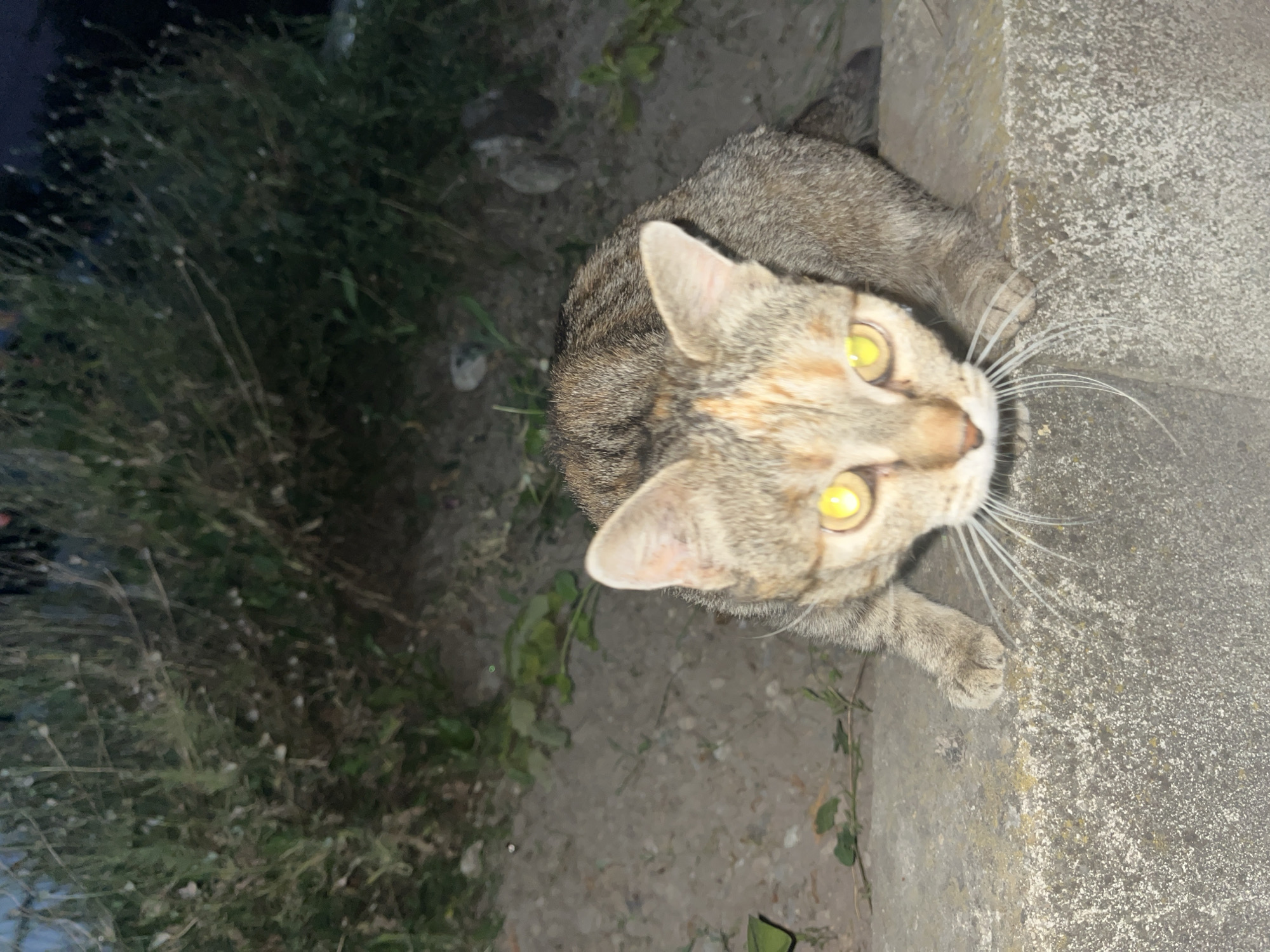 A tabby cat with glowing yellow eyes is crouched on a concrete ledge, looking directly at the camera. The cat's fur is a mix of brown, gray, and orange tabby markings. Its whiskers are long and prominent. The background is out of focus and appears to be a natural, overgrown area with plants and dirt. The lighting suggests it is nighttime or dusk. The scene is devoid of human presence, and no specific landmarks of Shumen, Bulgaria, are identifiable in the image. The overall environment is outdoors and somewhat unkempt.