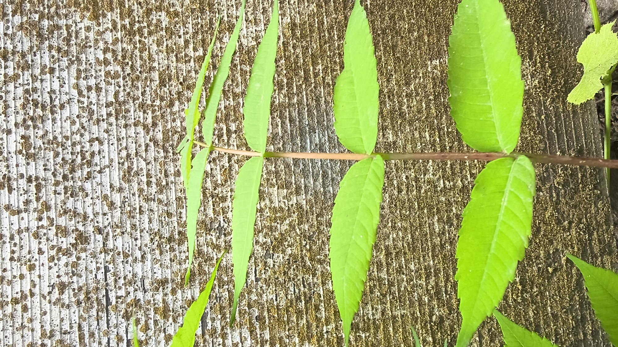 A close-up, vertical shot showcases a young plant with bright green, serrated leaves growing in front of a weathered, textured wooden wall. The wall has horizontal grooves and is speckled with a light-colored, possibly moldy or mossy, substance. The plant's stem is thin and reddish-brown, with leaves growing in opposite pairs along its length. Some of the leaves are slightly out of focus, giving a sense of depth. The overall scene suggests an outdoor setting in Mikhaylovka, Russia, possibly a garden or an area with a rustic, natural aesthetic.