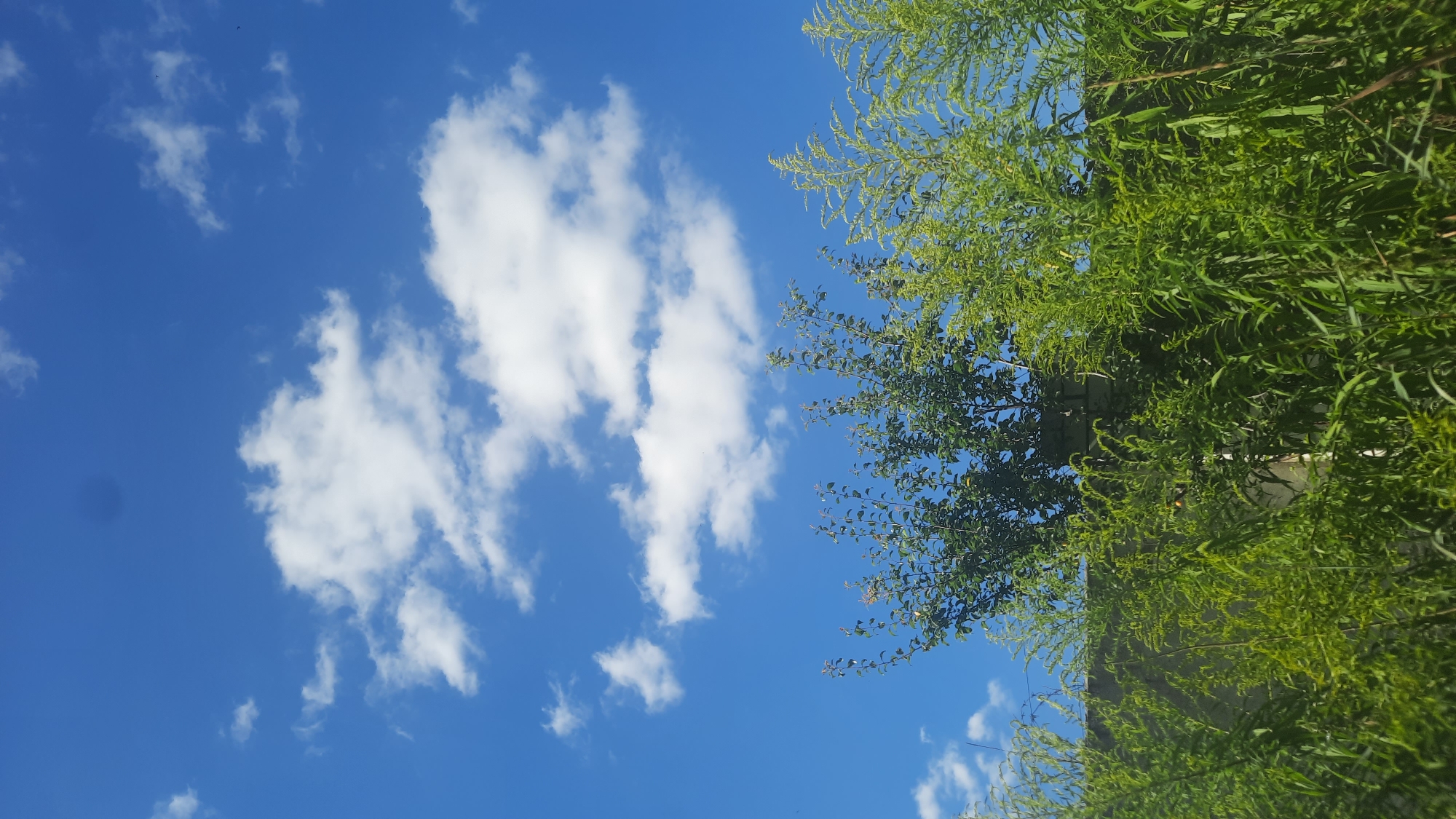 This is a photograph taken outdoors in the city of Shklov, Belarus. The upper half of the image is dominated by a bright blue sky with scattered white cumulus clouds. The lower half of the image features lush green foliage from several plants, including what appears to be a tree with a dense canopy and taller, more feathery plants in the foreground. Behind the greenery, a portion of a gray stone or brick wall is visible, running horizontally across the frame. There are no people or animals present in the scene. The lighting suggests it is daytime, likely a sunny day.