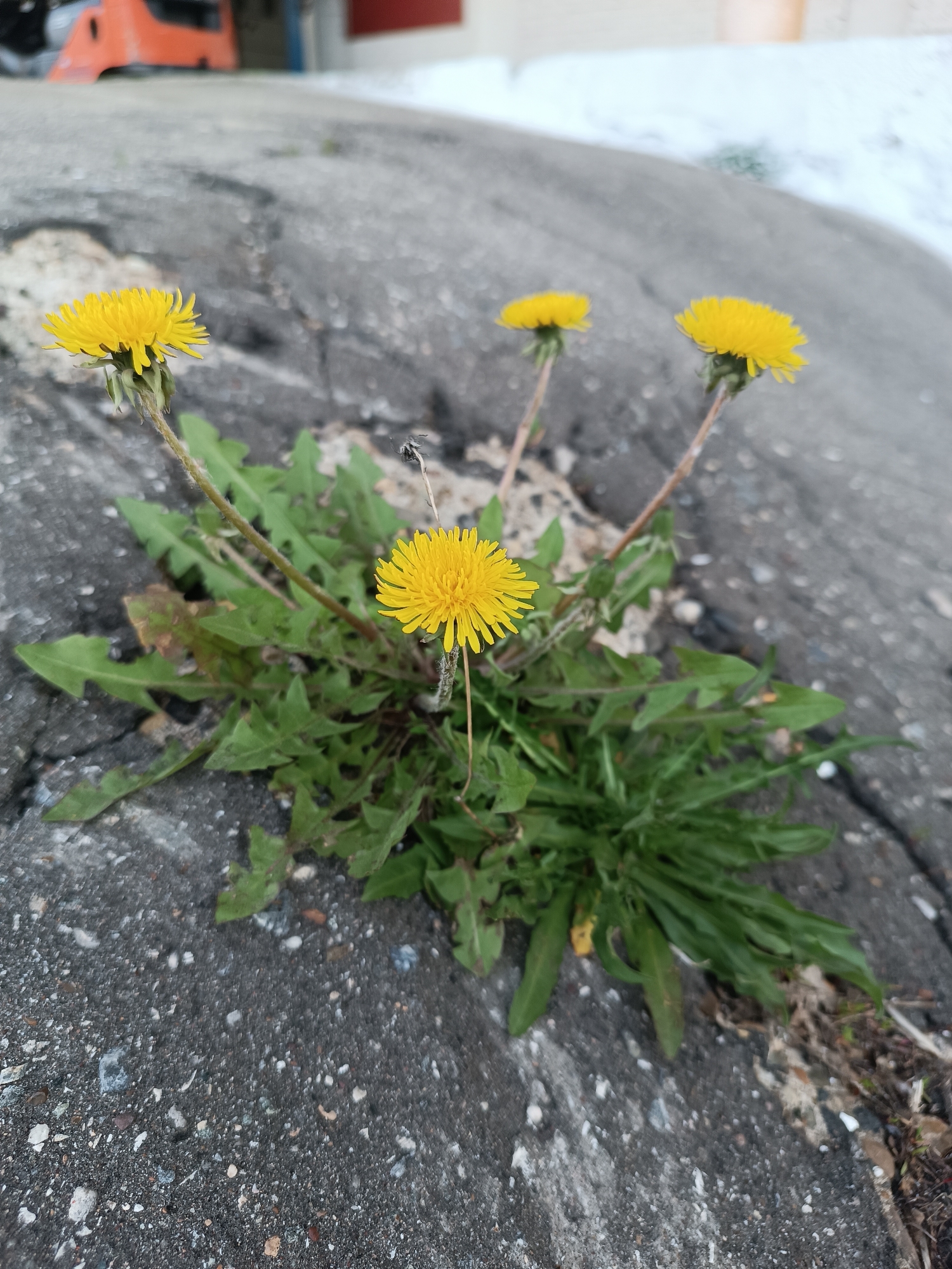 The image shows a cluster of dandelions growing out of a crack in a paved surface, likely asphalt or concrete. There are four visible dandelion flowers with bright yellow petals. The leaves are a mix of dark and light green and are jagged in appearance. The background is blurred, but there is a faint outline of a vehicle, possibly a truck or construction vehicle, in the upper left corner. Based on the appearance of the vegetation and paved area, it seems to be an outdoor environment, likely in an urban or suburban setting. While the prompt requested information on Chaikovsky, Russia, there is no information from the image that places it at any location, including Chaikovsky.