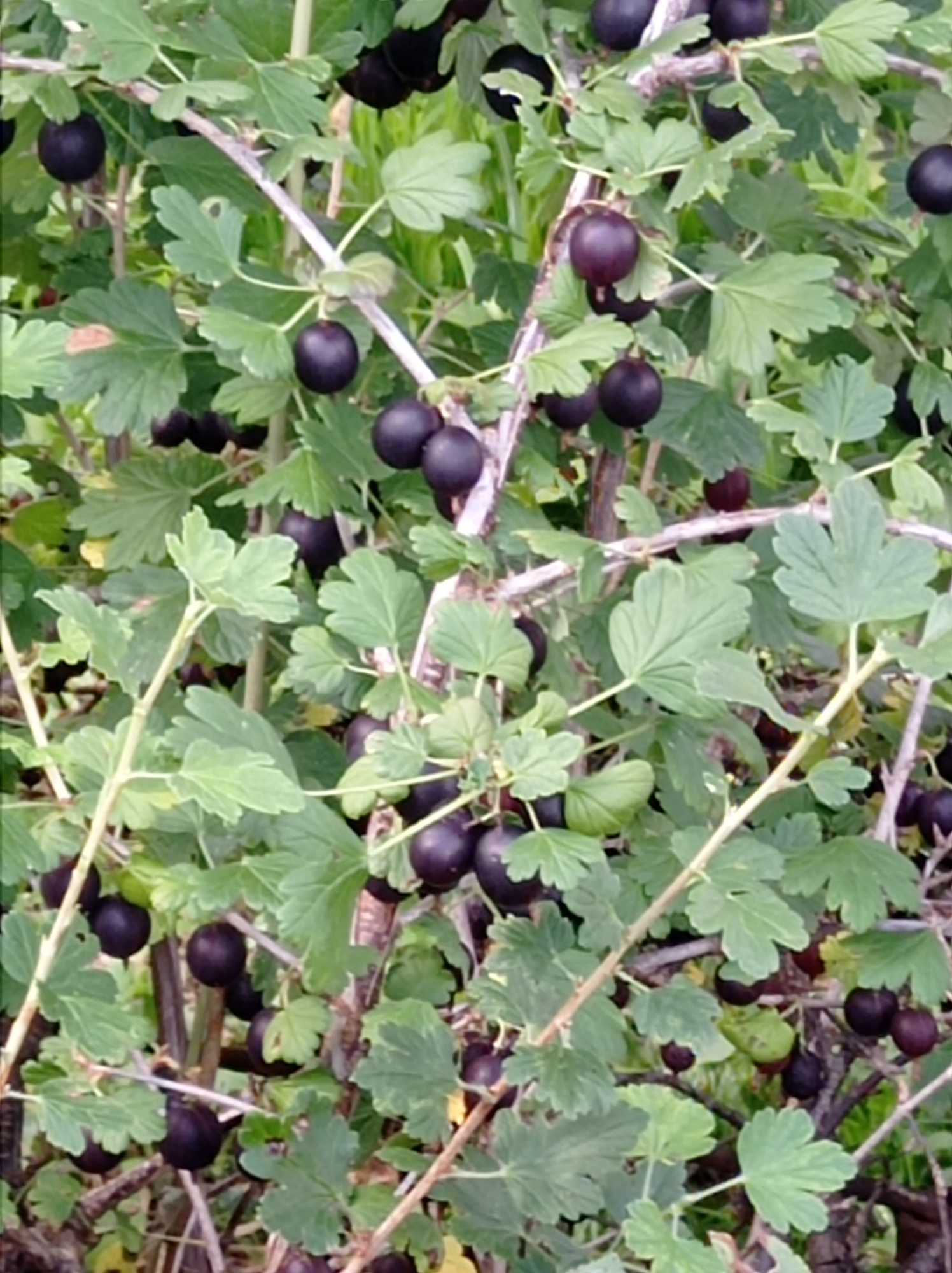 The image is a close-up shot of a gooseberry bush laden with dark purple berries. The berries are round and plump, some are glossy, others appear matte. They are clustered on branches amidst green, lobed leaves. The branches are thin and woody, some are bare, while others are covered in leaves and berries. The background is a blur of green and brown, suggesting more foliage and possibly other plants. The lighting appears natural, suggesting an outdoor setting, likely during the day. The image does not contain any people or discernable man-made structures. It is not possible to determine the specific location within the city of Degtyarsk, Russia from this image alone.