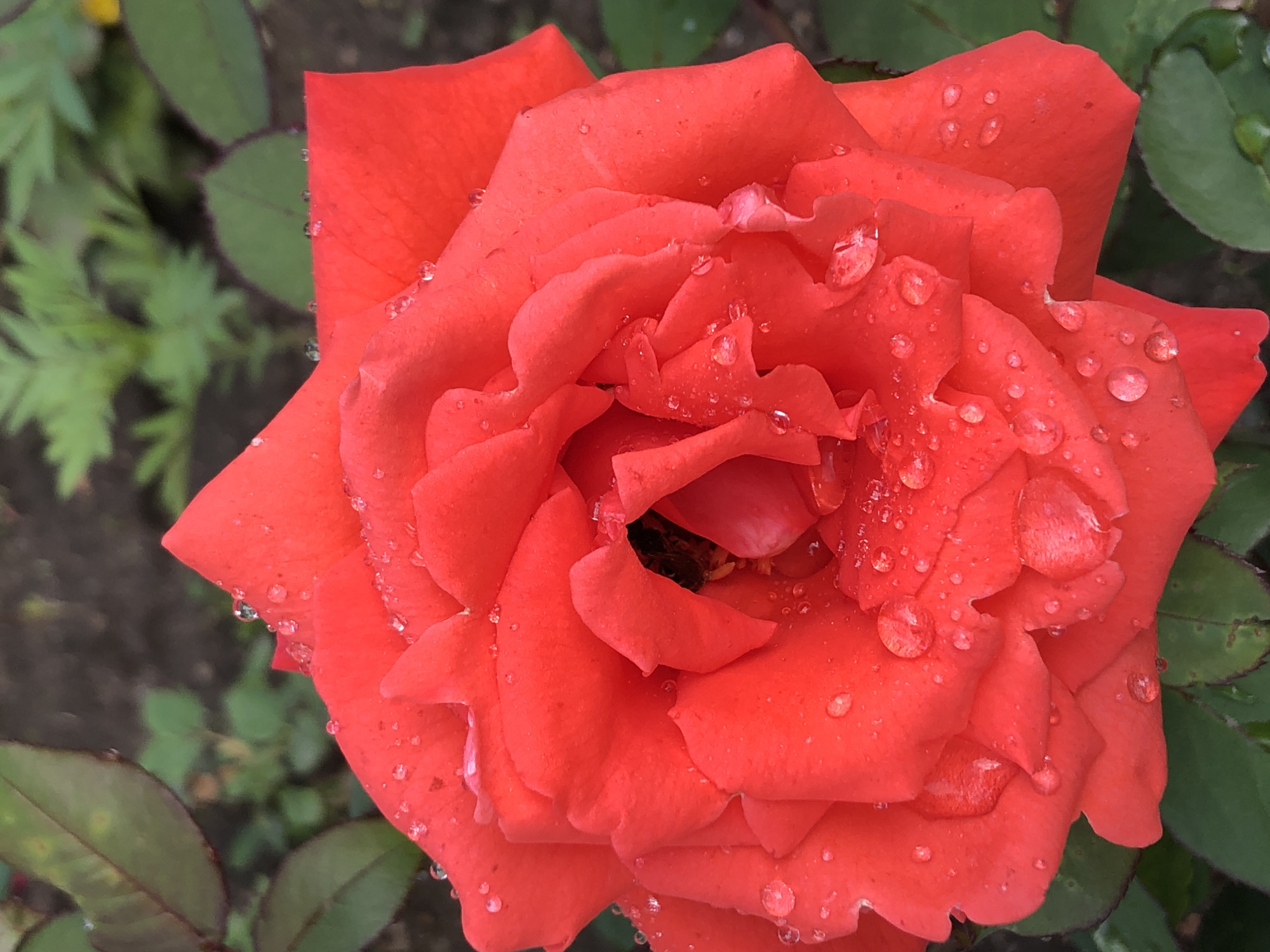 A close-up shot focuses on a vibrant red rose, its petals glistening with numerous water droplets after a recent rain shower. The rose is centered in the frame, with its intricate layers of petals clearly visible. The background is softly blurred, showing green foliage and dark soil, suggesting it's a garden setting. The overall impression is one of natural beauty and freshness, enhanced by the presence of the water droplets that refract light. There are no people or identifiable landmarks present.