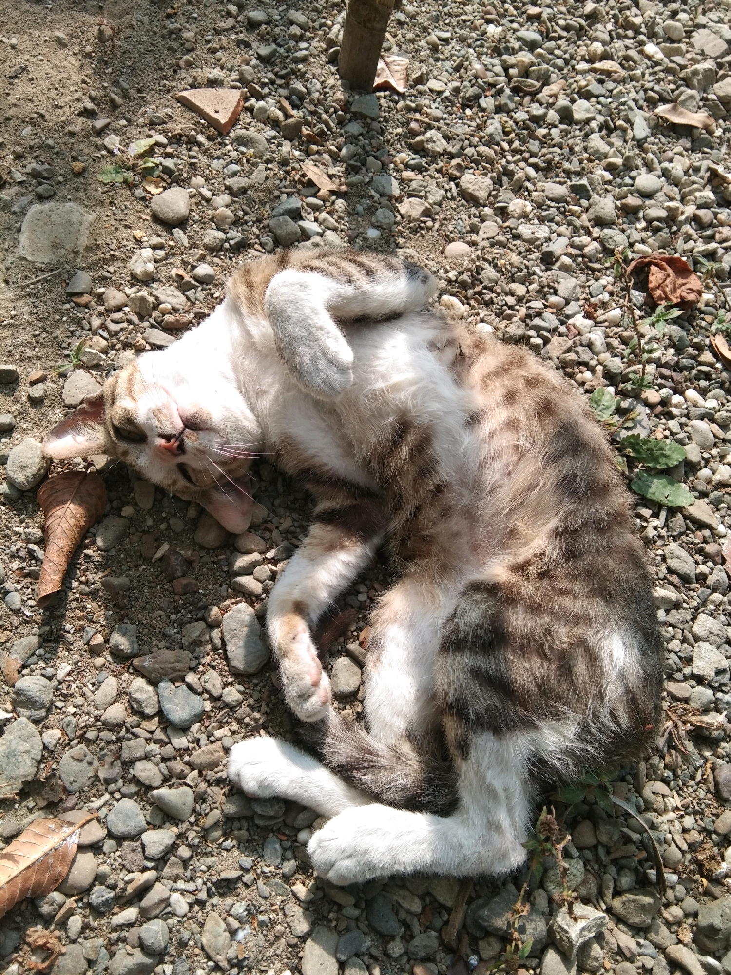 A tabby cat lies on its back on a ground covered with small rocks and dirt. The cat is light brown and white with dark tabby markings. Its eyes are closed, and its paws are resting on its belly. There are some fallen leaves and small plants scattered around the cat. The lighting suggests it is daytime and sunny, casting shadows on the ground. The scene appears to be outdoors in an unpaved area, potentially a yard or a less maintained path, possibly in the Karangsambung area of Indonesia, characterized by its rocky terrain and vegetation.