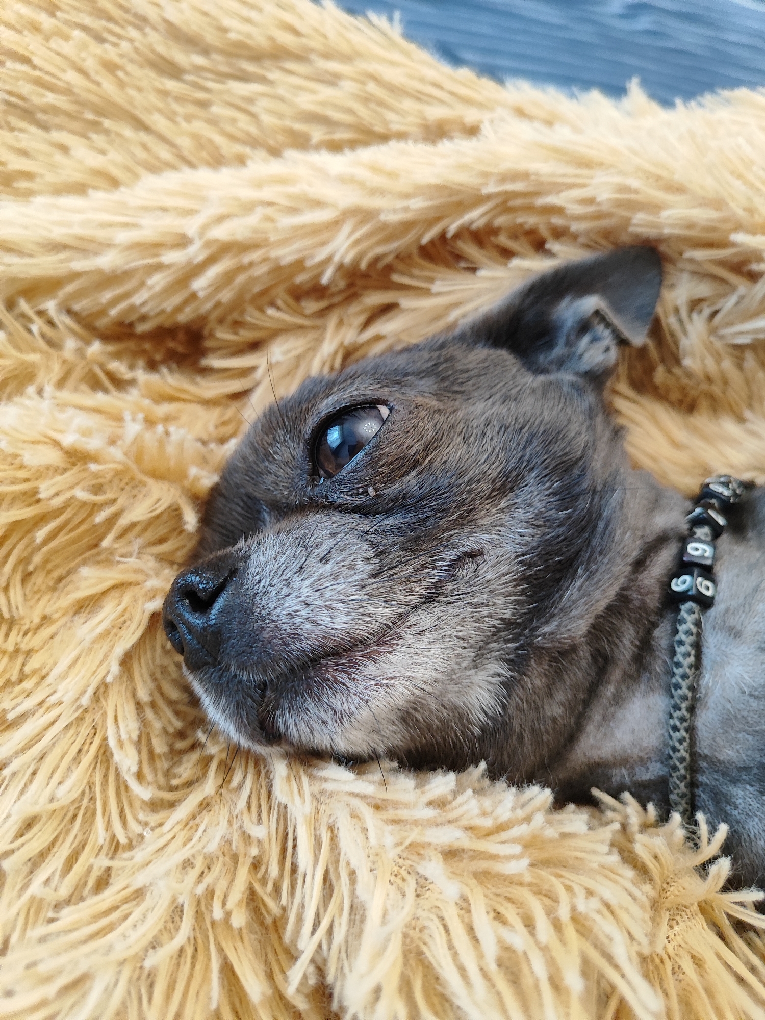 A close-up, profile shot shows a small, gray dog lying on a fluffy, tan blanket. The dog's head is tilted, and its dark eye is looking towards the left. The dog has a gray muzzle and dark fur on its head and ears. A collar with silver-colored number charms is visible around its neck. The background consists of the tan blanket and a blurred blue surface. The scene is indoors, with no specific landmarks indicating a location in Almaty, Kazakhstan.