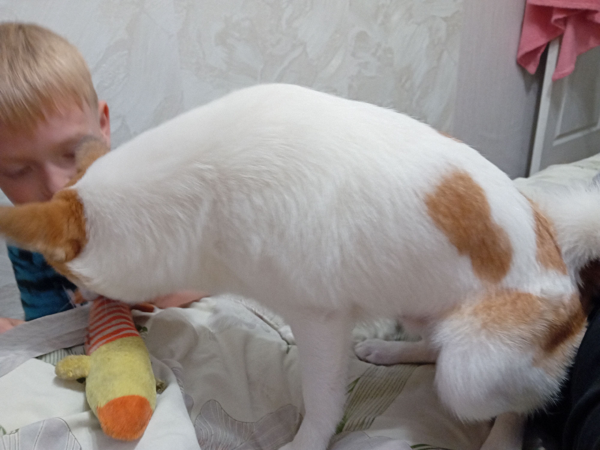 A close-up, low-angle shot captures a white and ginger cat with its head down, seemingly sniffing or interacting with a stuffed toy that has red and white stripes on its body and a yellow body. The cat's body takes up the majority of the frame, with its fur appearing soft and well-groomed. To the left of the cat, a young child with blond hair is partially visible, their face obscured as they are leaning in towards the cat. The child is wearing a blue patterned shirt. The background consists of a light-colored wall with a textured pattern, suggesting an indoor domestic setting. A pink cloth hangs in the upper right corner. The scene takes place inside a residential interior.