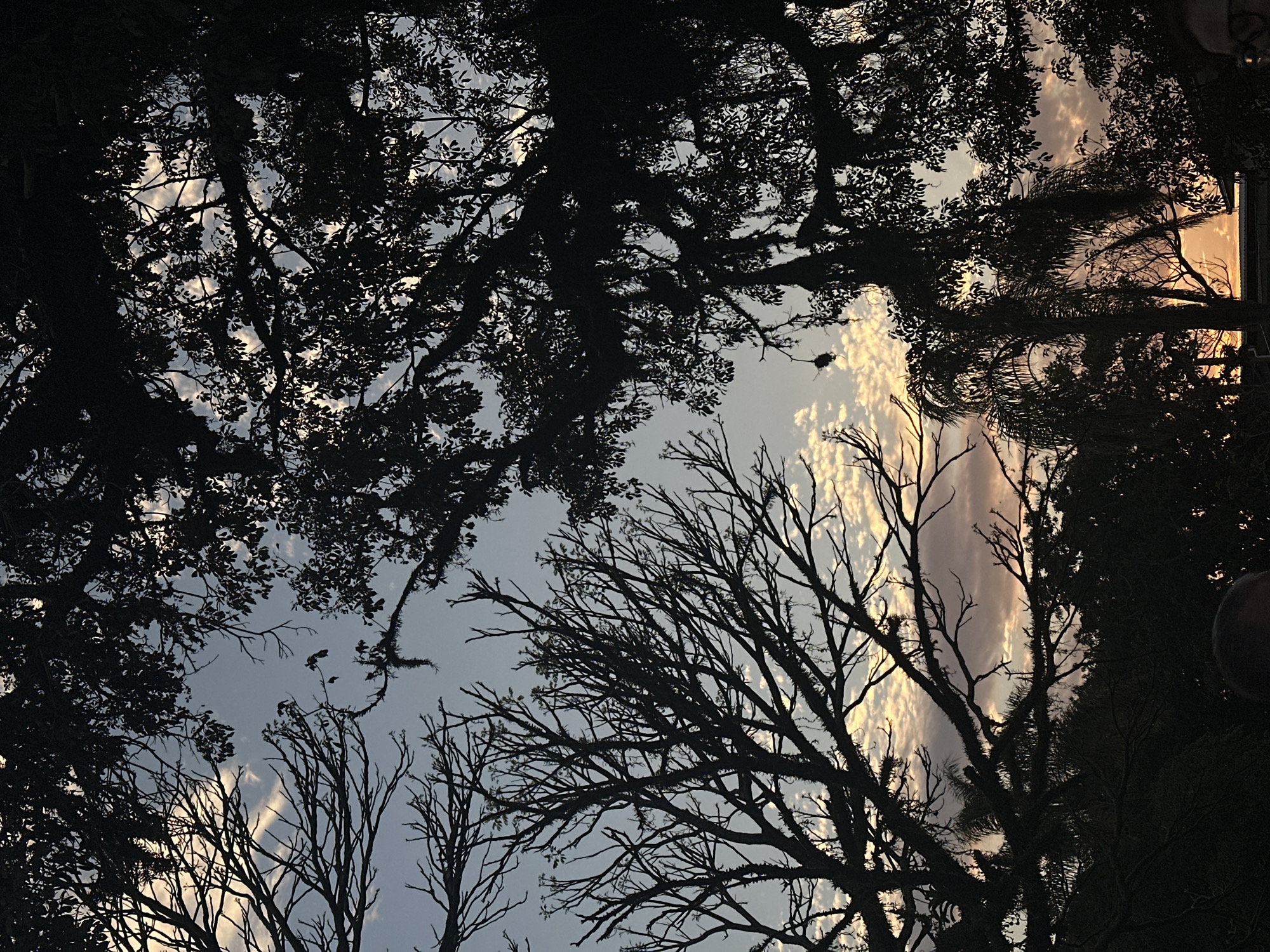 The image captures a silhouette of lush trees against a sunset sky in Florianópolis, Brazil. The sky is a gradient of blues, oranges, and pinks, with scattered clouds tinged with yellow and white. The branches of the trees, some bare and intricate, others dense with leaves, create a dramatic frame for the sky. In the foreground, partial views of two individuals are visible, their faces obscured or out of focus. One person's head is in the lower left, and another's right side of their face and glasses are visible in the lower right. The overall impression is one of a serene evening, with nature dominating the scene.