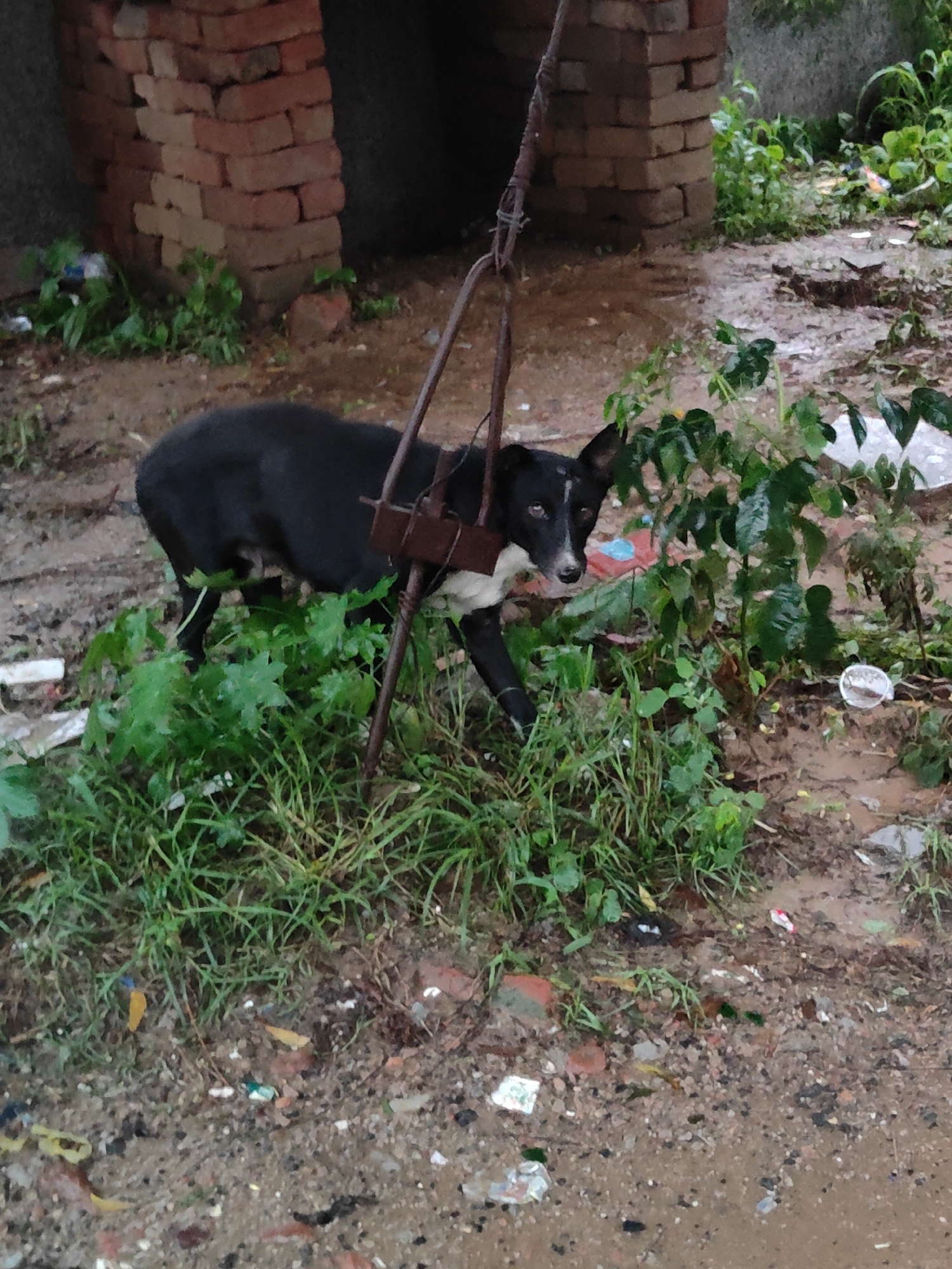 A medium-sized, black and white dog with floppy ears is standing in overgrown green grass and muddy ground. The dog is looking towards the viewer with a white blaze on its forehead and muzzle. It appears to be leashed by a rusted metal mechanism attached to a pole. In the background, there is a brick structure, likely part of a building. The ground is uneven and covered with dirt, small stones, and scattered debris, including plastic. The scene suggests an outdoor, possibly neglected, area in Gurgaon, India, with evidence of recent rain due to the muddy conditions.