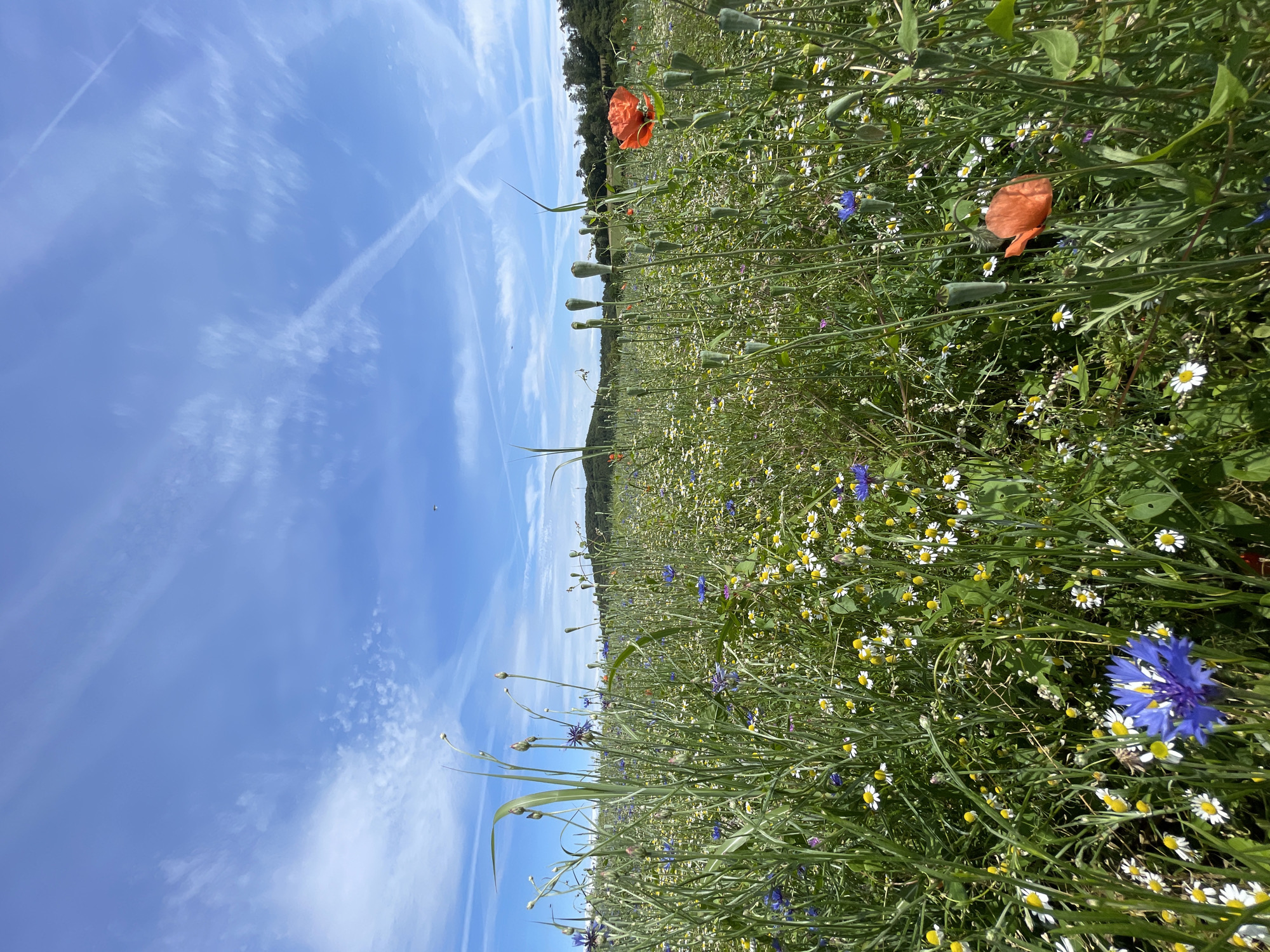 The image captures a close-up view of a vibrant wildflower meadow under a bright blue sky with wispy white clouds and visible contrails. The meadow is densely populated with a variety of flowers, including striking red poppies, delicate white daisies with yellow centers, and bright blue cornflowers. Tall green grasses and stems rise throughout the field, some with developing seed pods. In the background, a gentle hill covered in trees can be seen, suggesting a rural or park-like setting. The scene evokes a sense of natural beauty and tranquility. This image was taken in the municipality of Schwarzenborn, Germany.