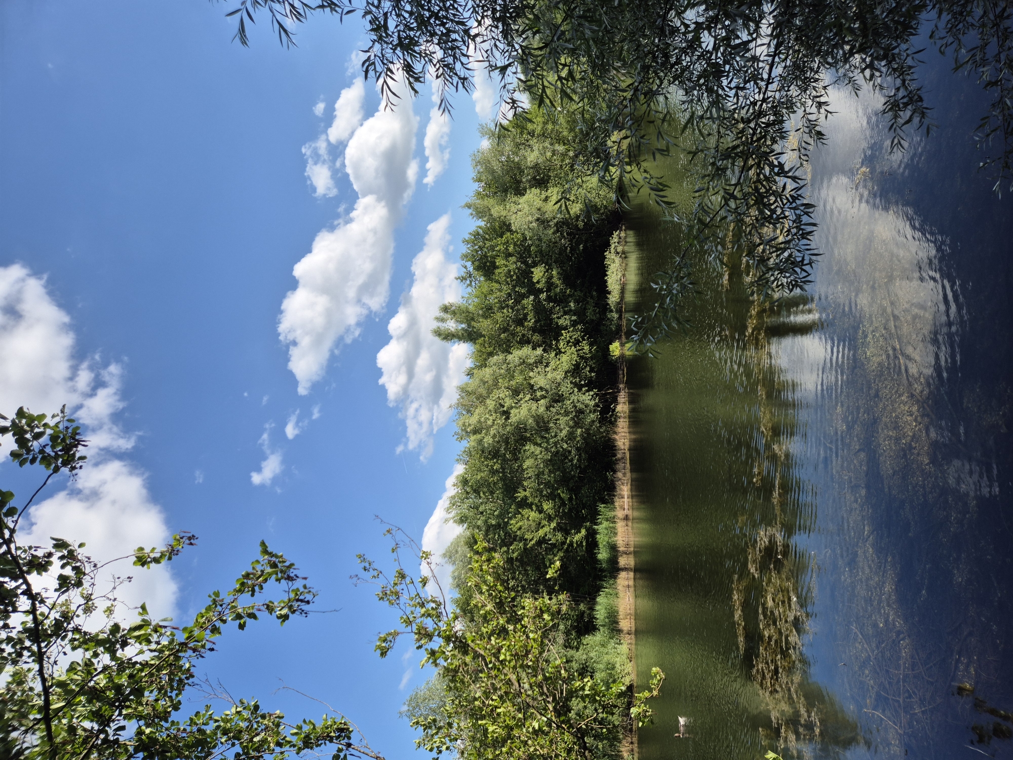 The image displays a natural outdoor scene of a body of water in Ergolding, Germany, under a clear, bright blue sky with scattered white cumulus clouds. A faint white contrail is visible in the upper right quadrant of the sky.
The foreground is framed by dense green foliage. Branches with small leaves and some reddish catkins or seeds extend from the top left, while slender green leaves of what appears to be a willow tree extend into the frame from the mid-right.
The main subject is a calm body of water, possibly a pond or lake. Its surface reflects the blue sky and white clouds, particularly in the lower half of the image. Patches of green aquatic vegetation are floating on the water's surface, concentrated in the mid-left and central areas. The water in the lower third of the image is clear enough to reveal submerged vegetation and what appears to be a light-colored, sandy or rocky bottom. Ripples are visible on parts of the water surface.
A single, light-colored duck is swimming on the water near the left edge of the frame, about one-third of the way down from the top.
The far bank of the water body is lined with a dense growth of green deciduous trees and shrubs, showing varying shades of green, with some taller reeds or grasses along the immediate shoreline. The foliage appears lush and healthy. No human figures, animals other than the duck, or artificial structures are discernible within the frame. The scene is illuminated by natural daylight.
