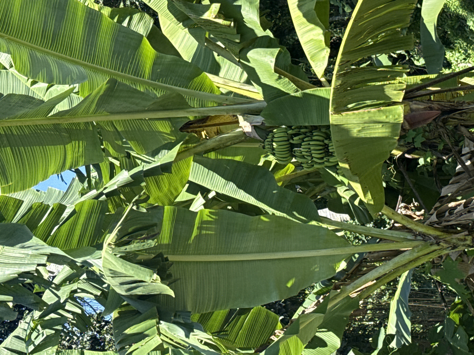 A banana tree with green leaves and unripe bananas is shown in Ubud District, Indonesia.