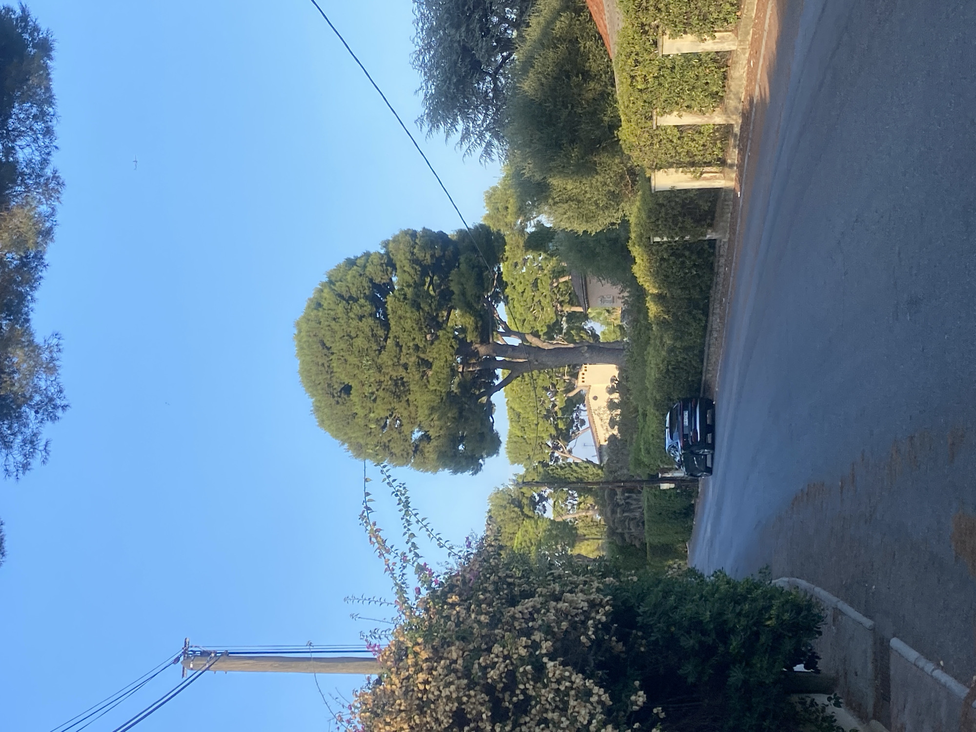 The image depicts a tranquil street scene in Antibes, France, likely in a residential area. A dark-colored SUV is parked on the right side of the asphalt road, facing away from the viewer. The road is lined with lush green hedges and a decorative stone wall with pillars. On the left side of the road, a large, flowering bush with light-colored blossoms spills over a low retaining wall. Towering pine trees dominate the background, with their branches reaching towards a clear blue sky. A wooden utility pole with visible wires stands to the left of the flowering bush, and a faint silhouette of an airplane is visible in the sky. The overall impression is one of a quiet, sun-drenched afternoon in a Mediterranean town.