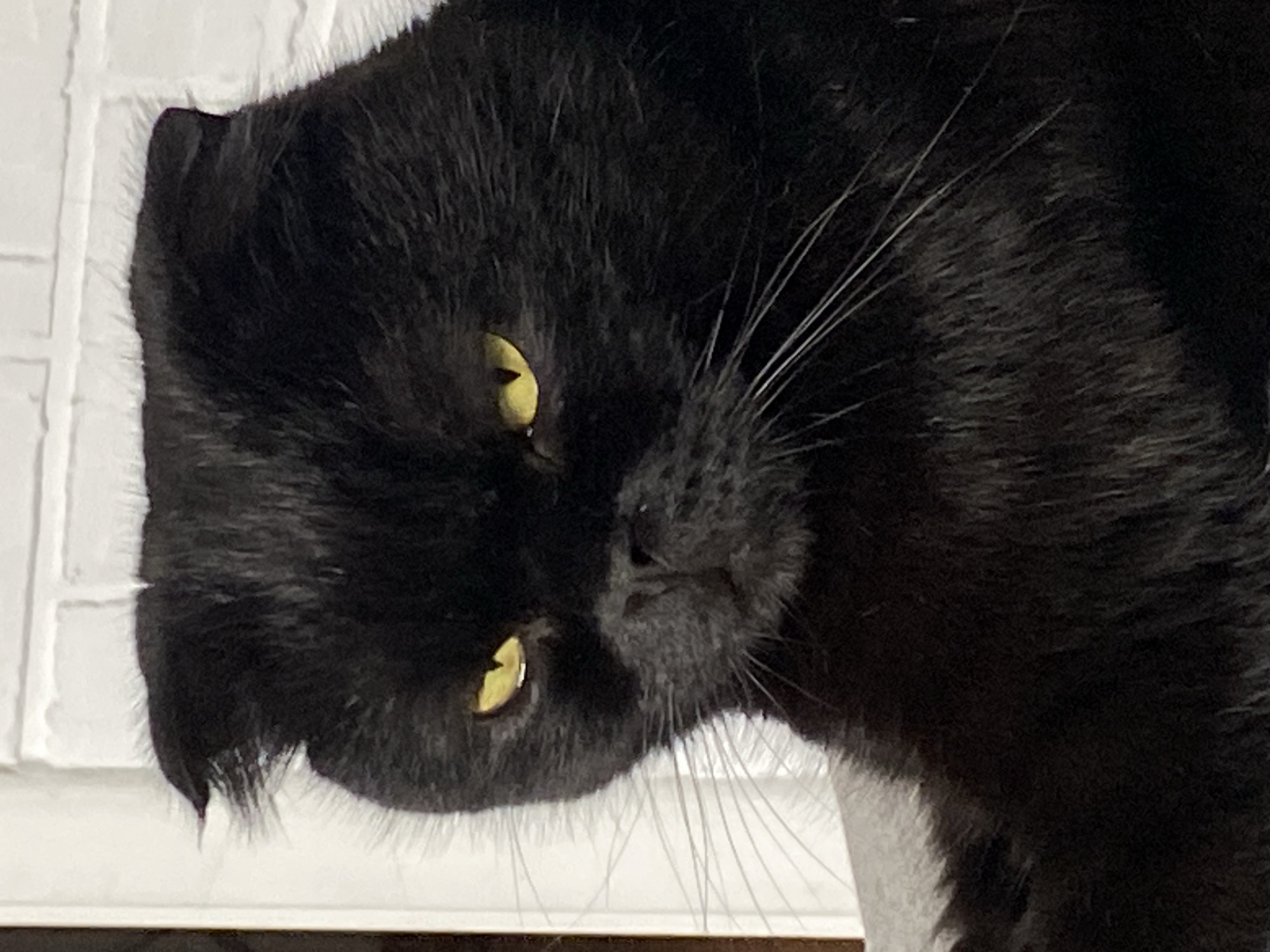 A close-up shot shows a black Scottish Fold cat with folded ears and yellow eyes. The cat is positioned in the center of the frame, with its face taking up most of the image. The background consists of a white brick wall. The cat's fur appears soft and dense. There is a slight tilt to the cat's head, giving it a curious expression.