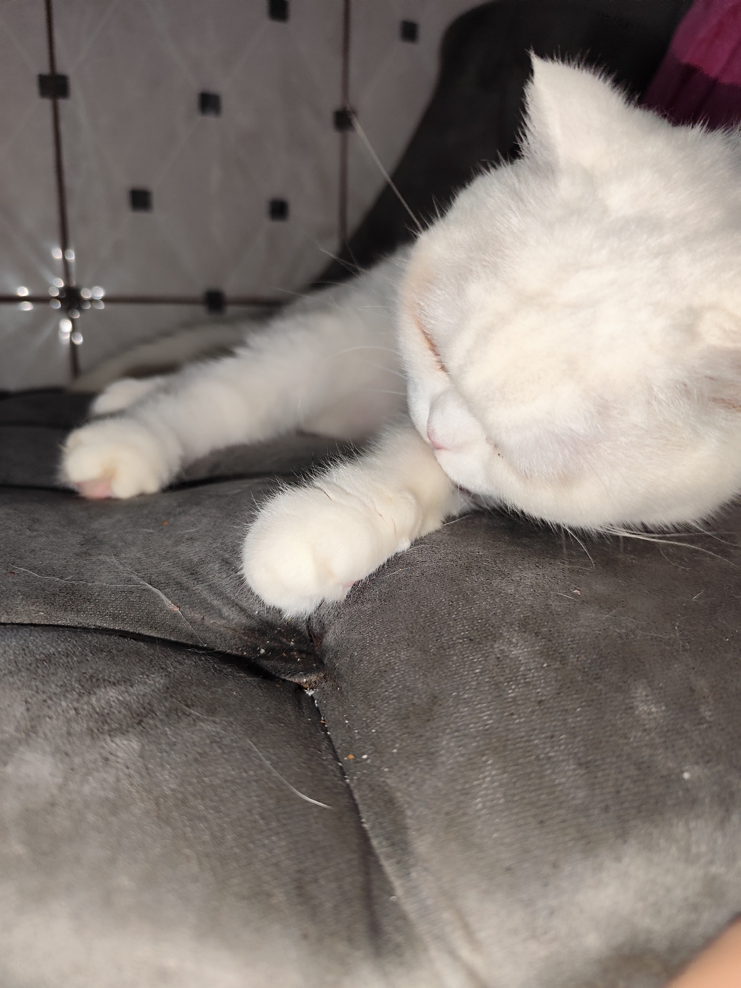 A white cat lies sleeping on a dark gray fabric surface, possibly a couch or cushion. The cat's head rests on its paw. The background is a mix of a tiled wall and a dark, indistinct form. There is no information in the image to indicate it was taken in Sarıyer, Turkey.