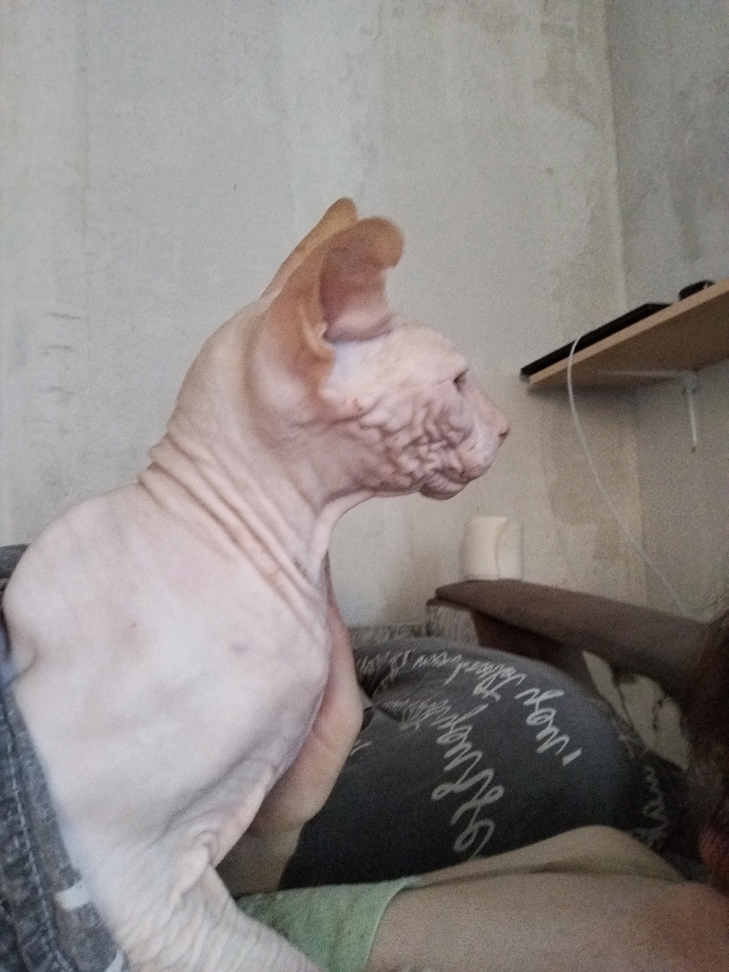 A light-skinned Sphynx cat is positioned in the foreground, facing right, its head slightly turned. The cat's skin has visible wrinkles, particularly on its head and neck. It appears to be nestled within a dark gray fabric, possibly a blanket or clothing, with some white lettering visible on it.
In the background, a light-colored, textured wall dominates. To the right, a light brown shelf is mounted on the wall, with a dark object, possibly a router or modem, and a white cable resting on it. Below the shelf, a white cylindrical object, possibly a cup or holder, is visible. A dark brown surface, likely furniture, is situated in the lower right portion of the image, partially obscured by the cat. The overall environment suggests an indoor setting. The image does not provide any specific information that would allow for its localization to Zavodoukovsk, Russia, or any other specific city.