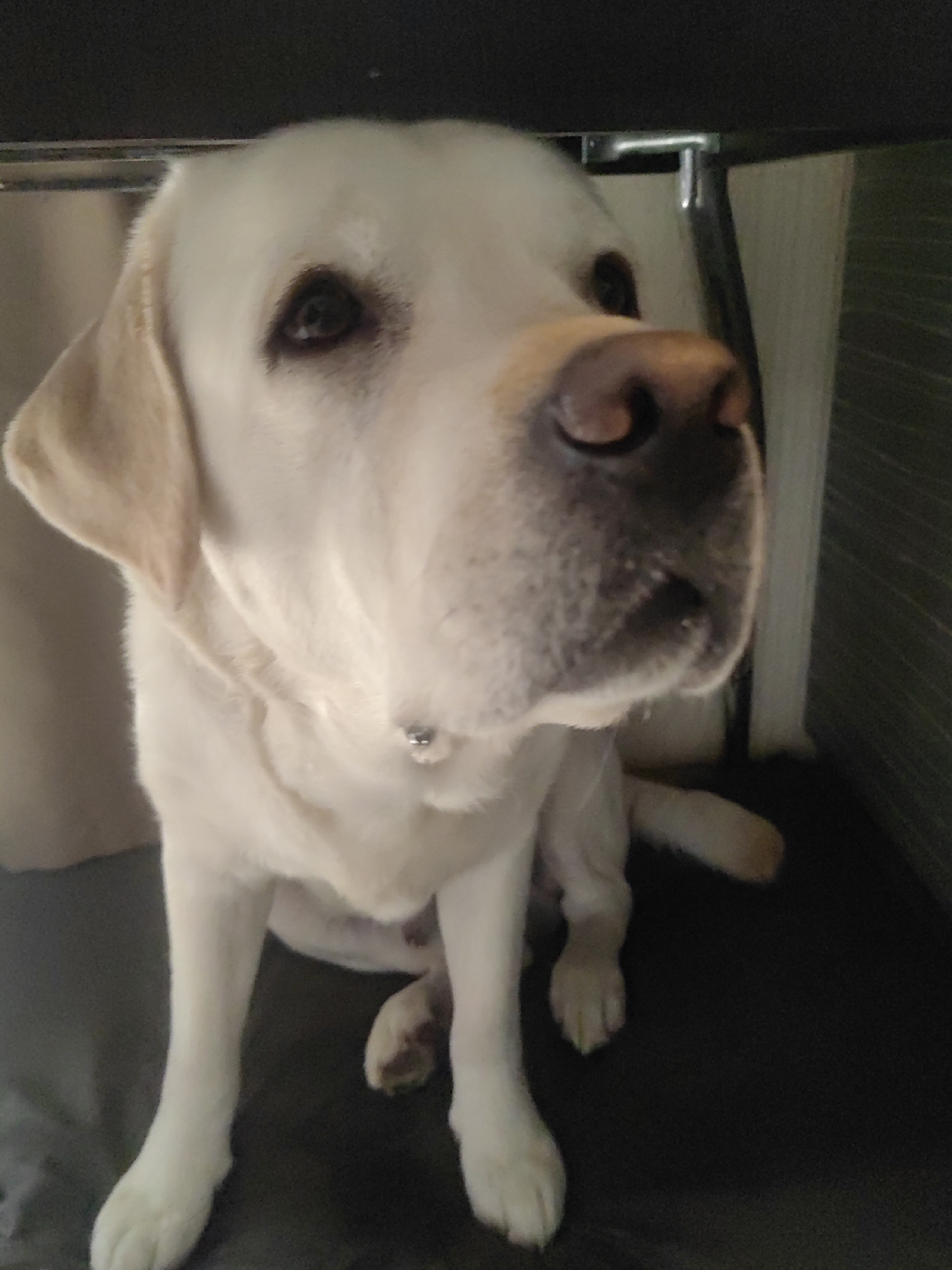 A cream or light yellow Labrador Retriever dog is depicted sitting indoors in Mytishchi, Russia. The dog is positioned in the lower-center of the frame, looking slightly upwards and to the right with an attentive expression. Its fur is predominantly light-colored, and it has dark eyes and a dark-pinkish nose. A thin collar with a small, circular silver tag is visible around its neck.
The setting appears to be a cozy indoor space, possibly under a piece of furniture like a table or desk, indicated by the dark, flat surface directly above the dog's head. The dog is sitting on a dark, seemingly soft surface, perhaps a mat or carpet. To the left, a light-colored, soft fabric or curtain is partially visible. On the right, a darker, ribbed or textured surface suggests a wall or furniture. The lighting is soft and ambient, characteristic of an indoor environment, making it difficult to determine the specific time of day. The dog's posture and gaze convey a sense of calm curiosity and attentiveness. There is no visible text in the image.