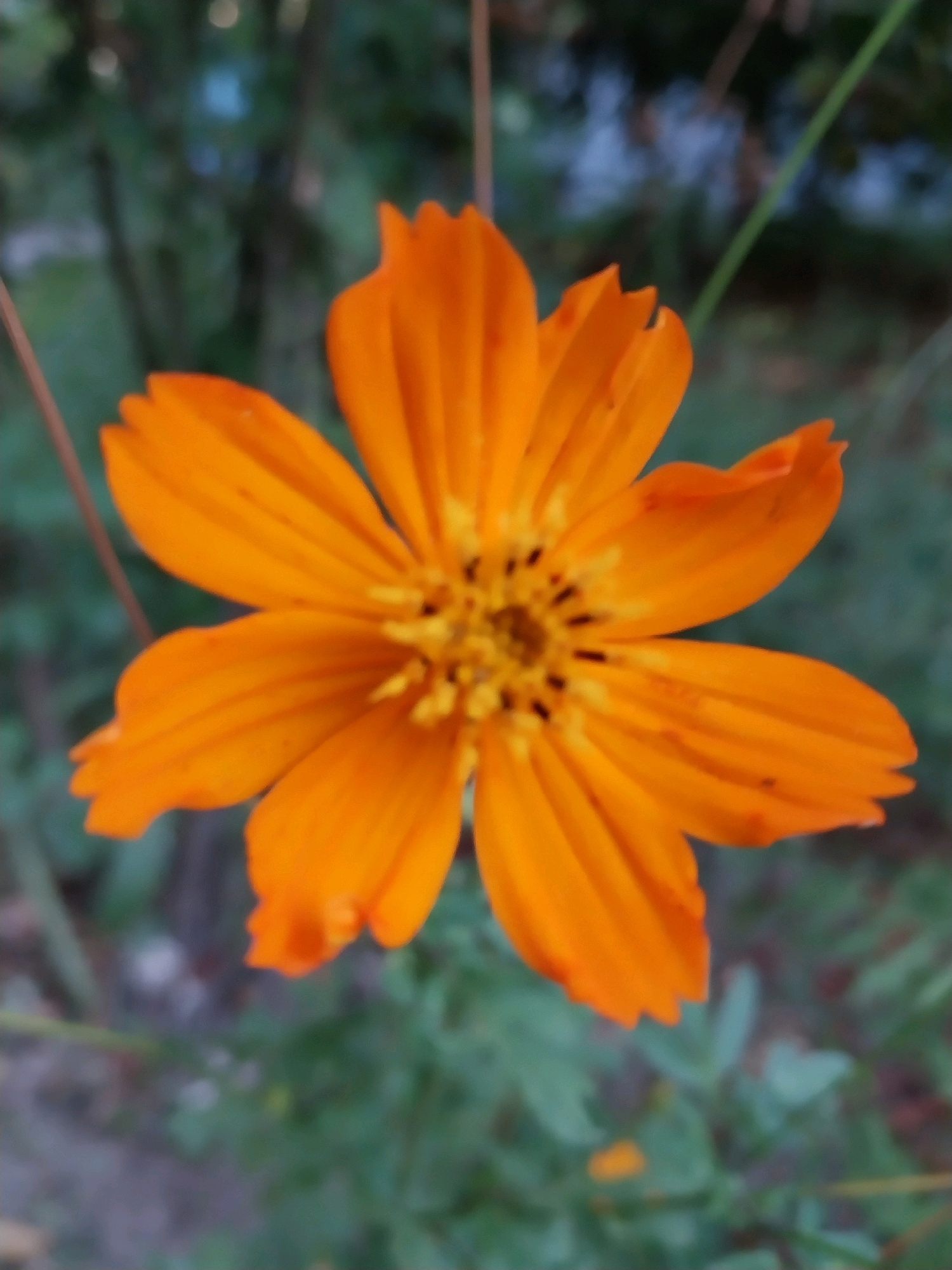 An extreme close-up, eye-level shot captures a vibrant orange cosmos flower in full bloom. The flower's center features a cluster of small, dark stamen. Its eight petals, each with a delicate, serrated edge, radiate outwards from the center, displaying a rich orange hue. The background is softly blurred, showing hints of green foliage and distant light sources, creating a bokeh effect. The scene is likely a garden or park setting within the city of Dnipro, Ukraine.