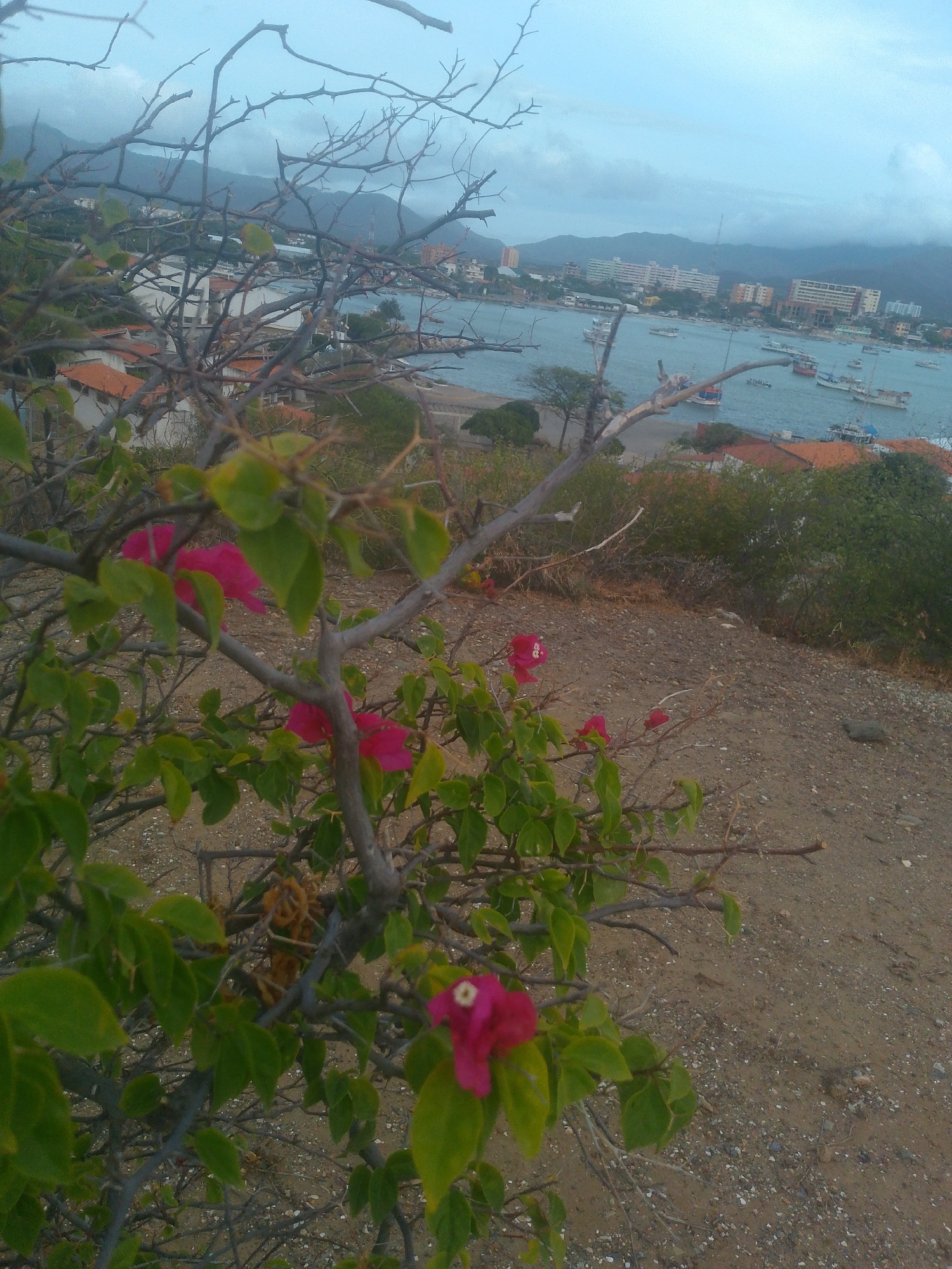 The scene is a view overlooking Juan Griego, Venezuela, from an elevated vantage point. In the foreground, there's a bougainvillea plant with pink flowers and green leaves, intertwined with bare branches. The ground is dry, sandy, and gravelly. In the background, there is a bay dotted with boats, and the townscape includes buildings and red-tiled roofs. Mountains are visible in the distance under a cloudy sky.